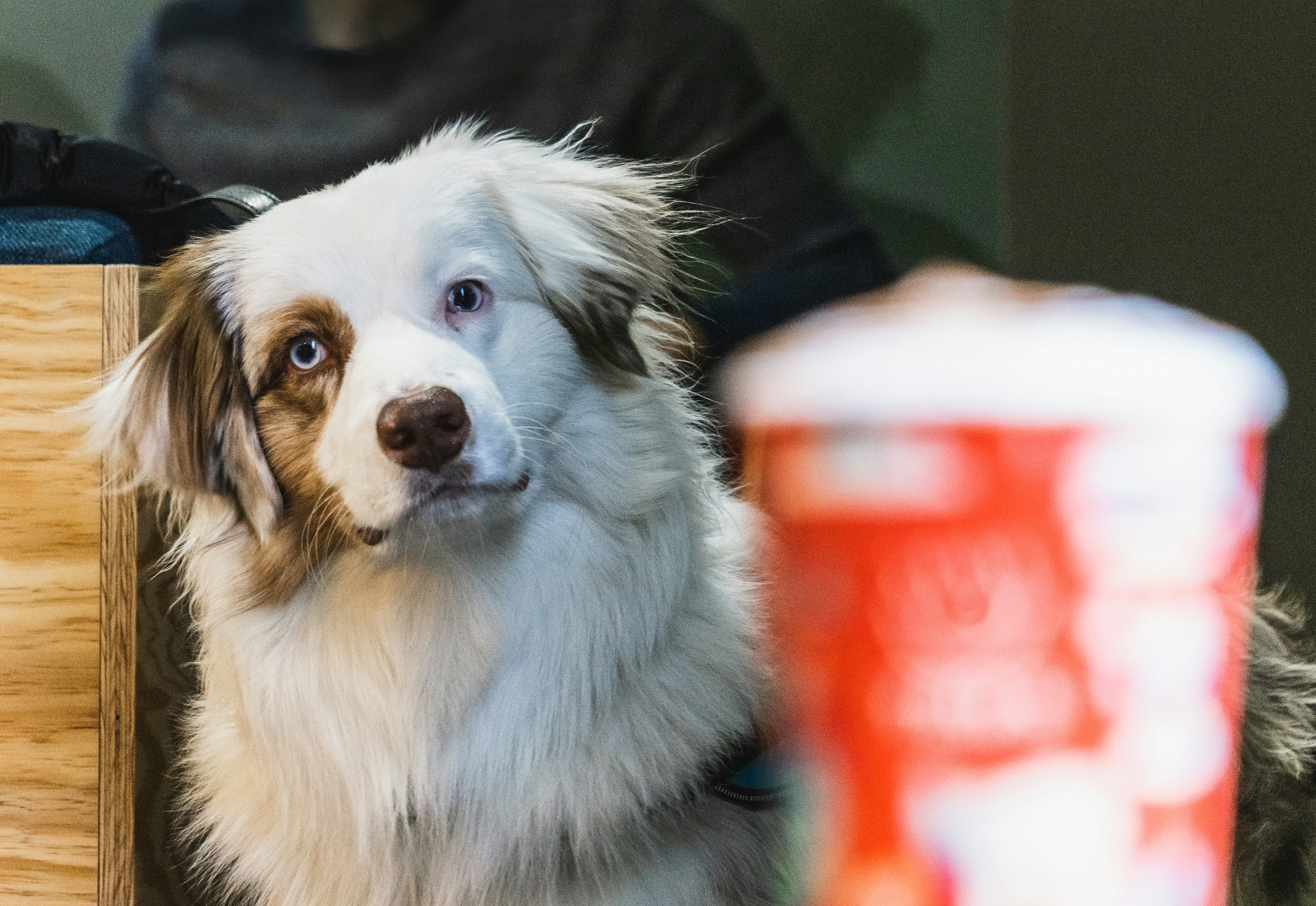 Dog in cafe