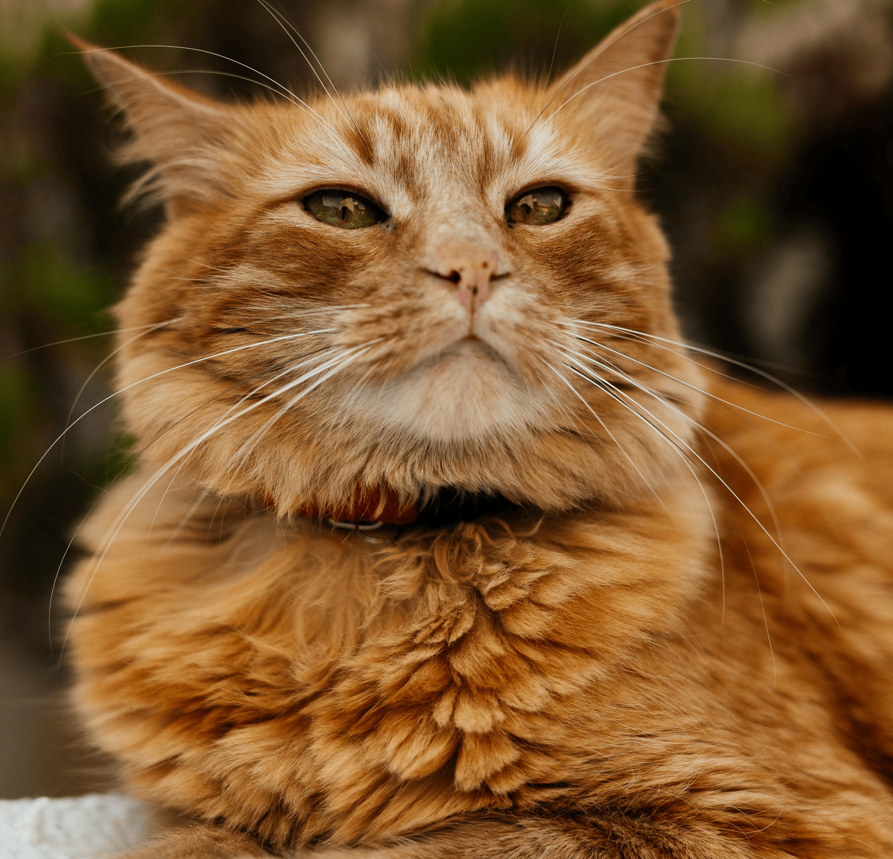 Adult cat - Mr. Cat