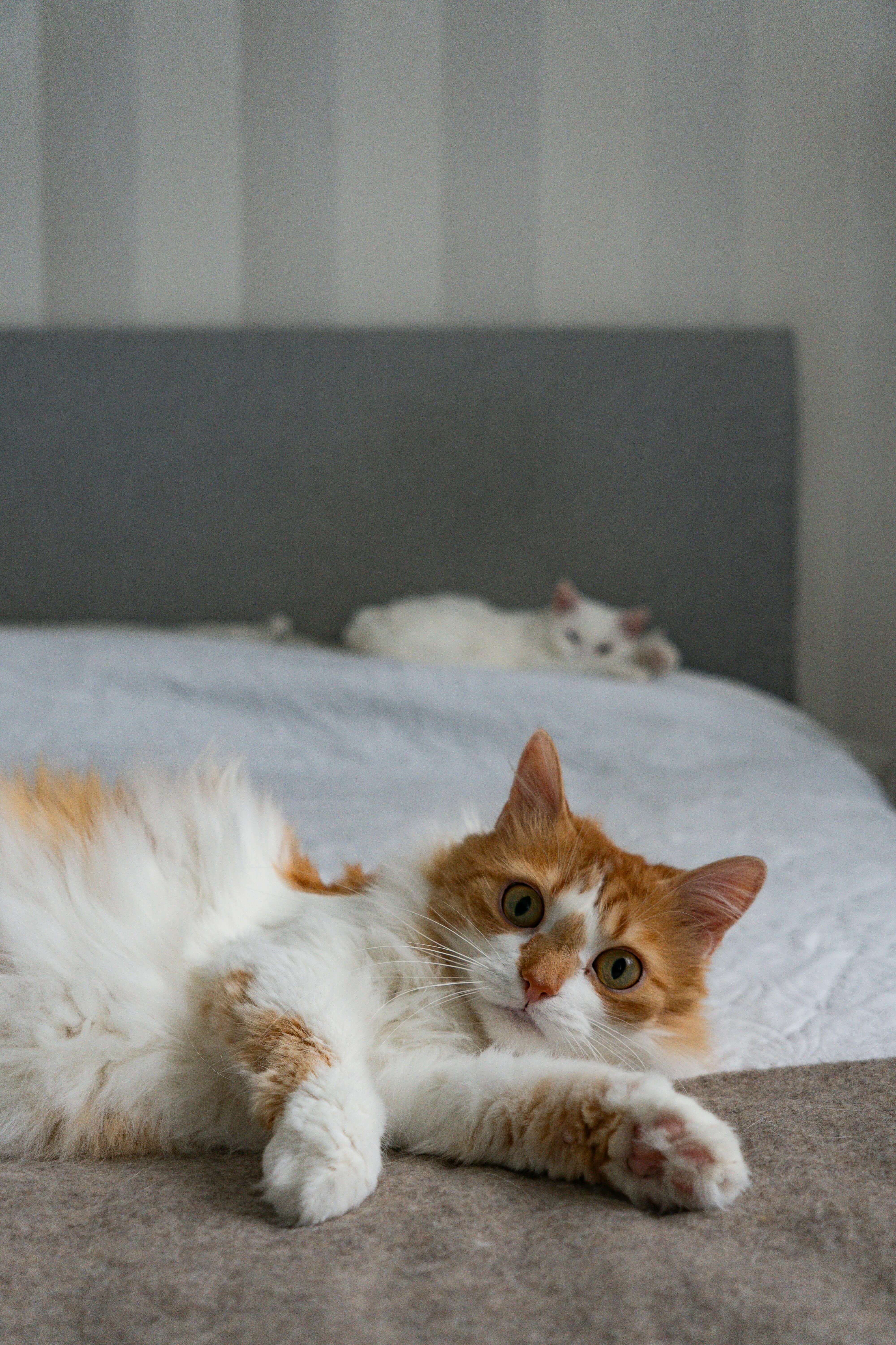 Jasper the cat
