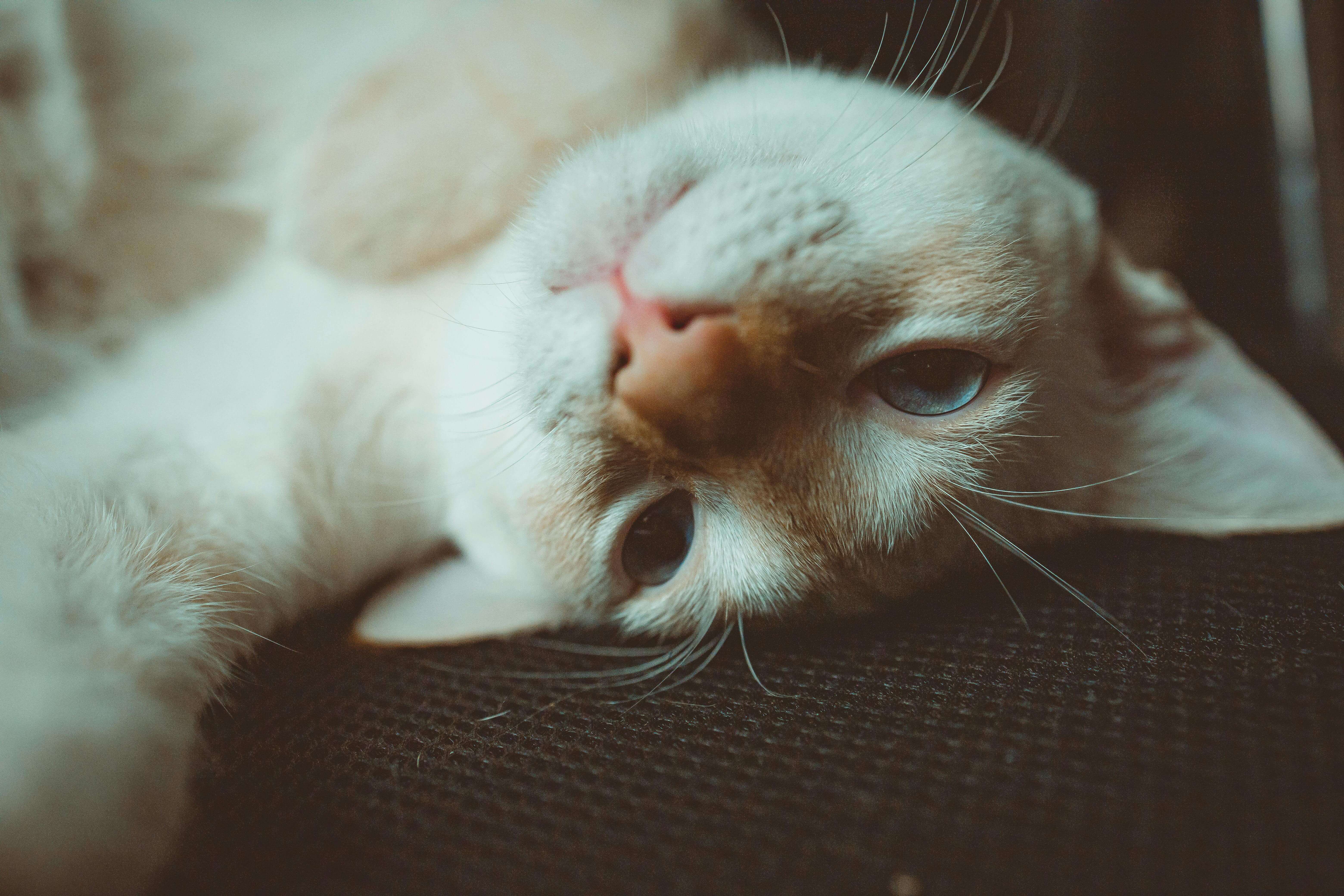 Willow the cat