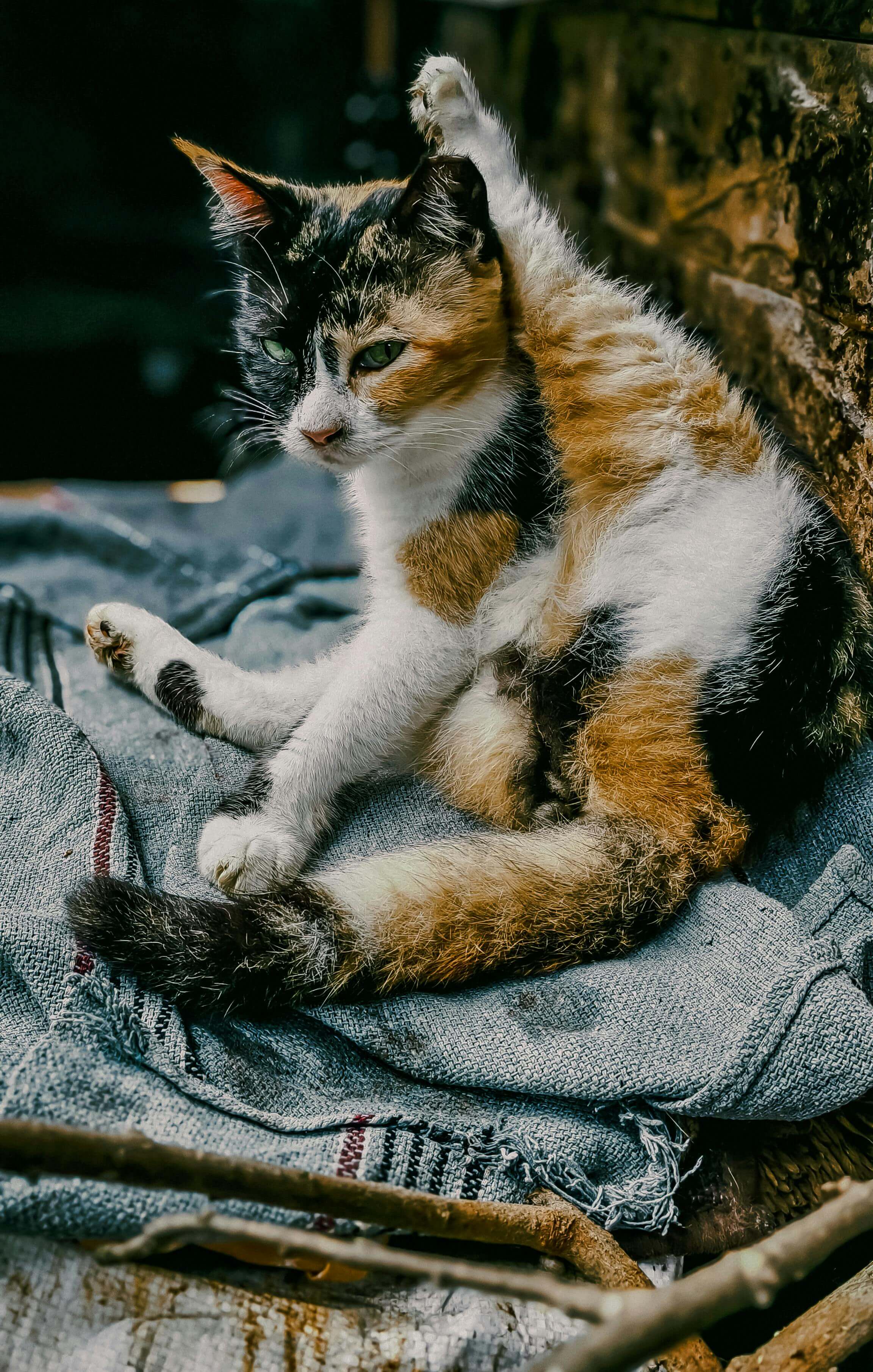 Benny the cat