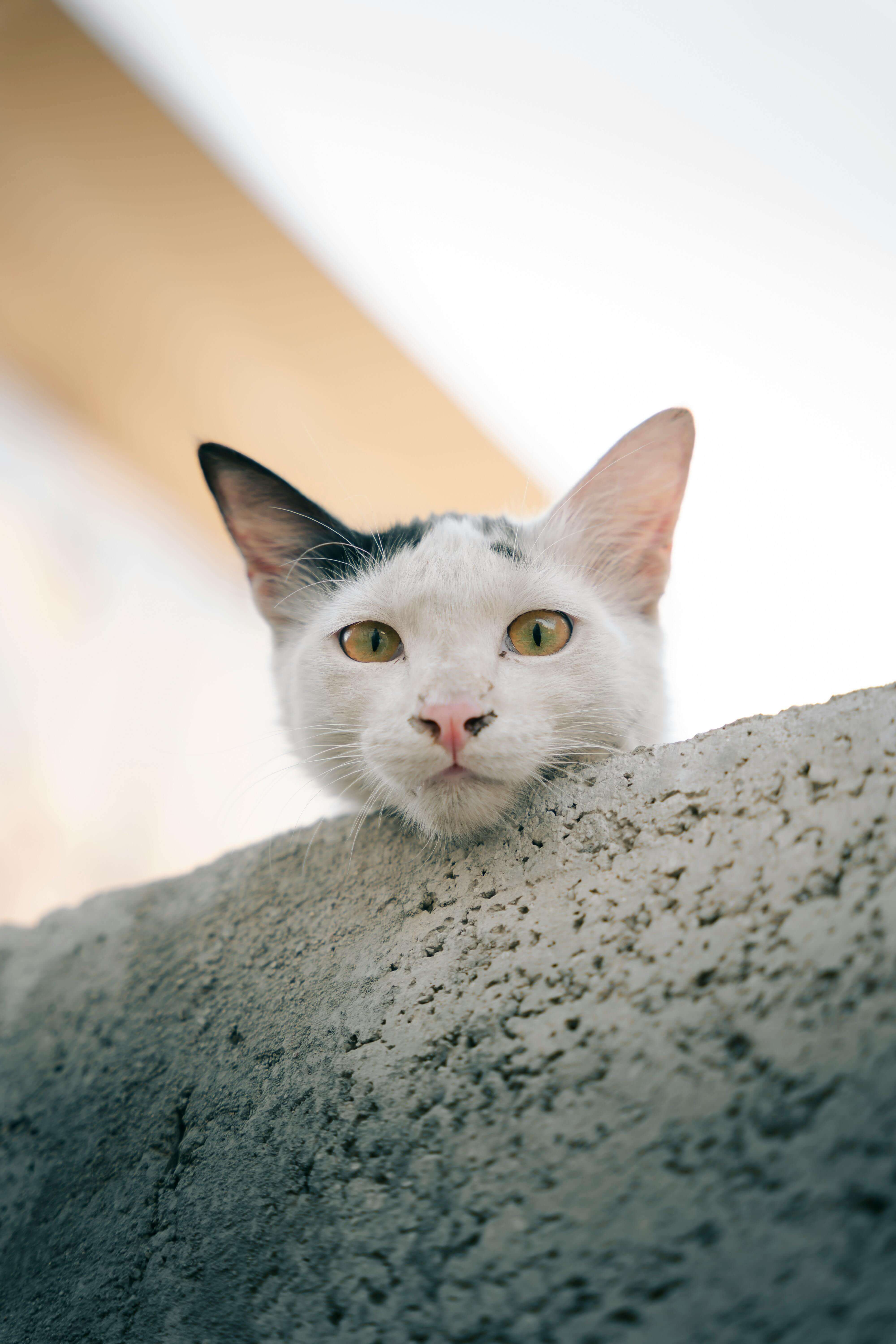 Theo the cat
