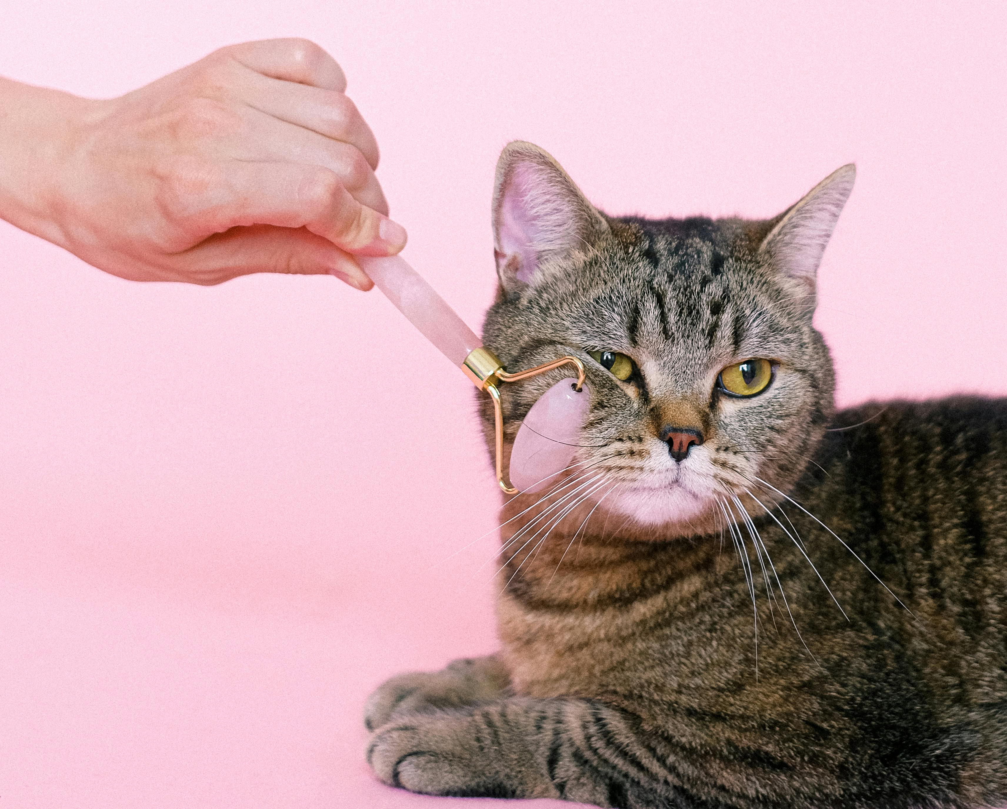 Cat Receiving Care