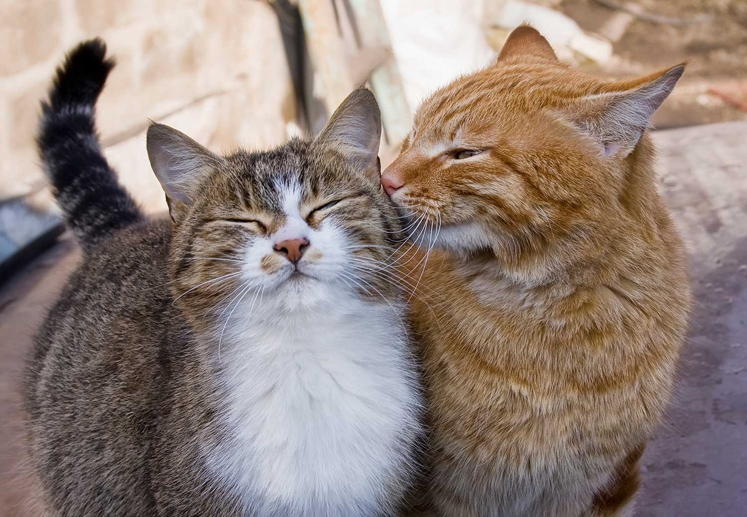 Bonded Pair Cats