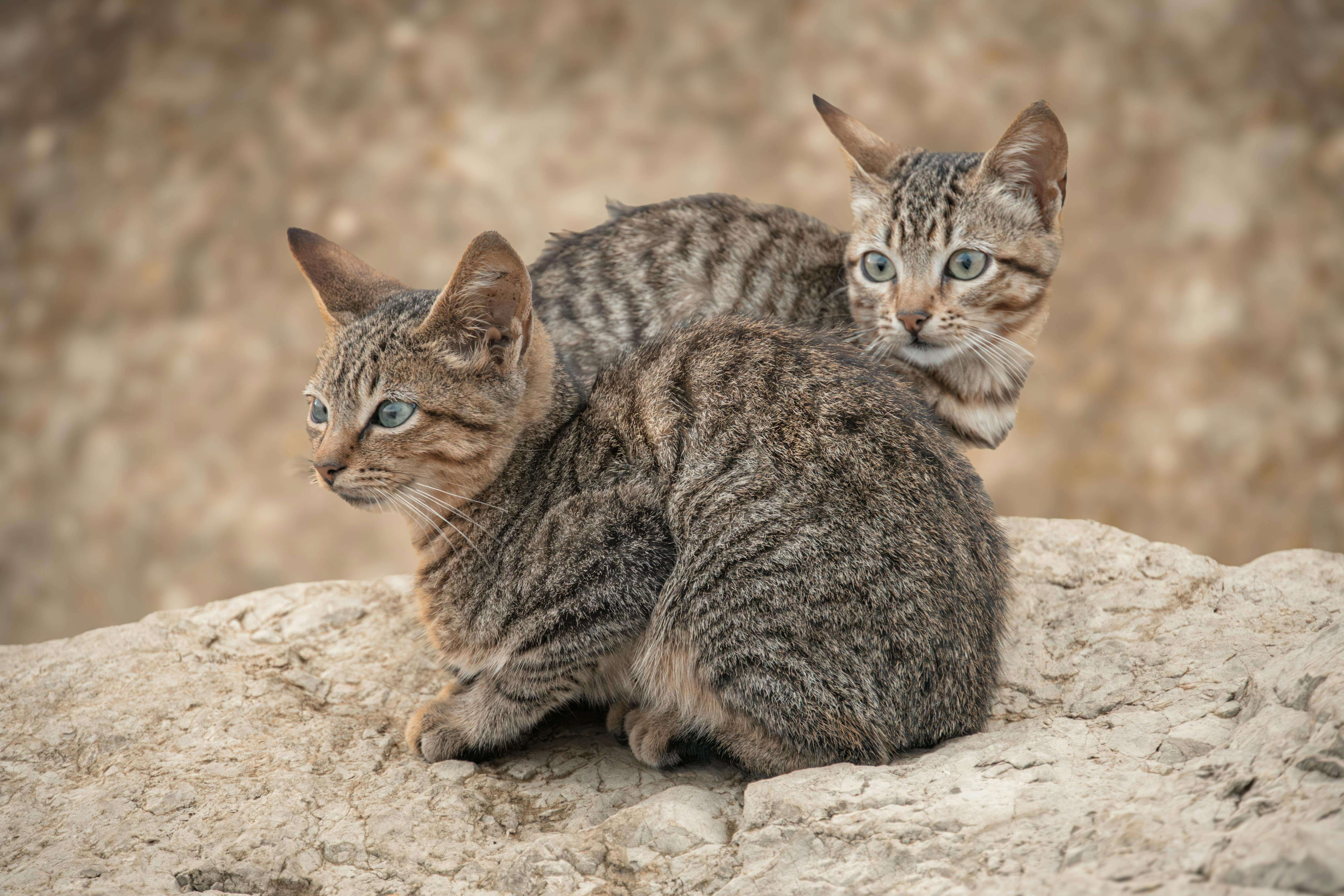 Bonded pair - Milo and Otis