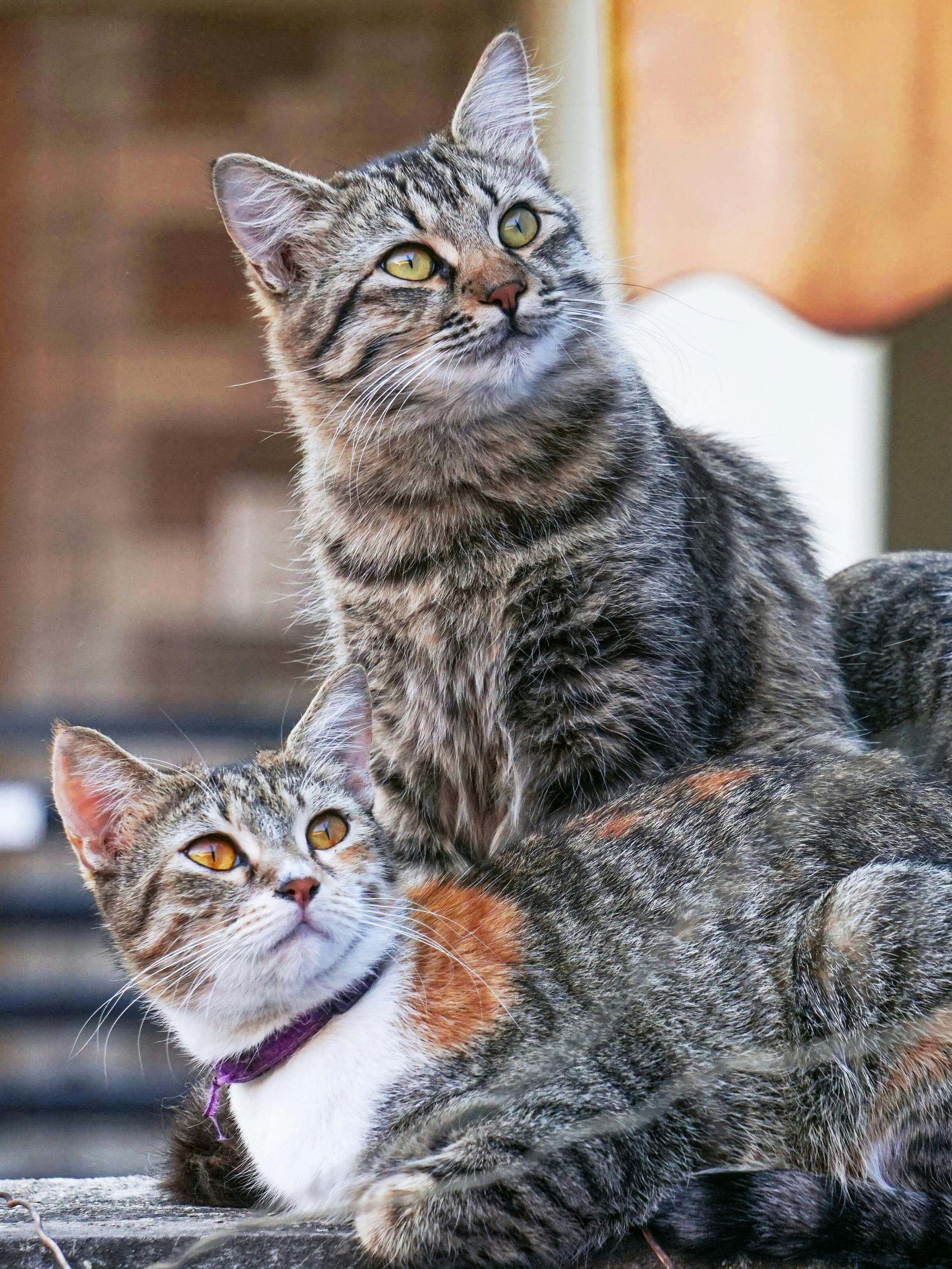 Bonded pair - Honey and Bee