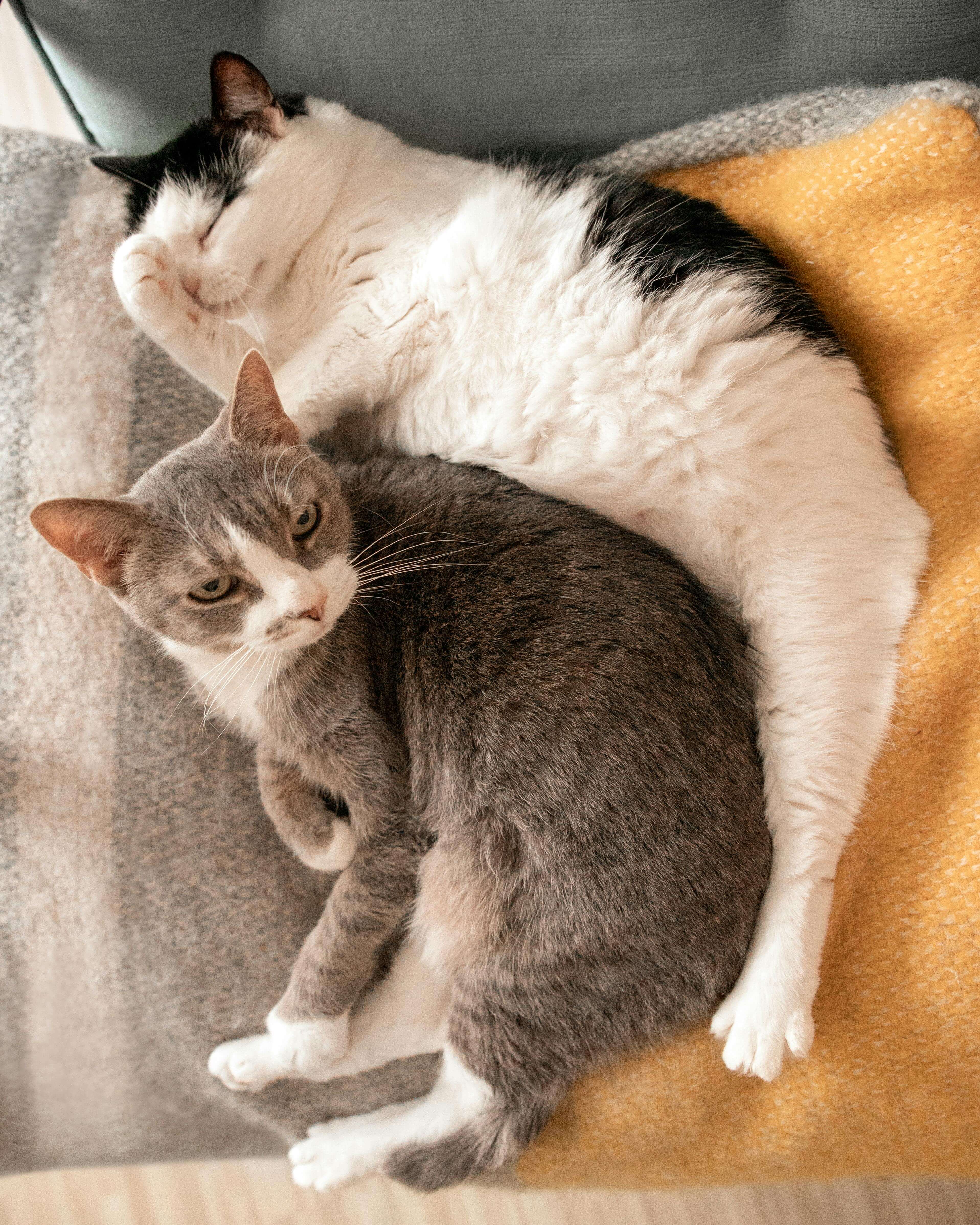 Bonded pair - Finn and Fern