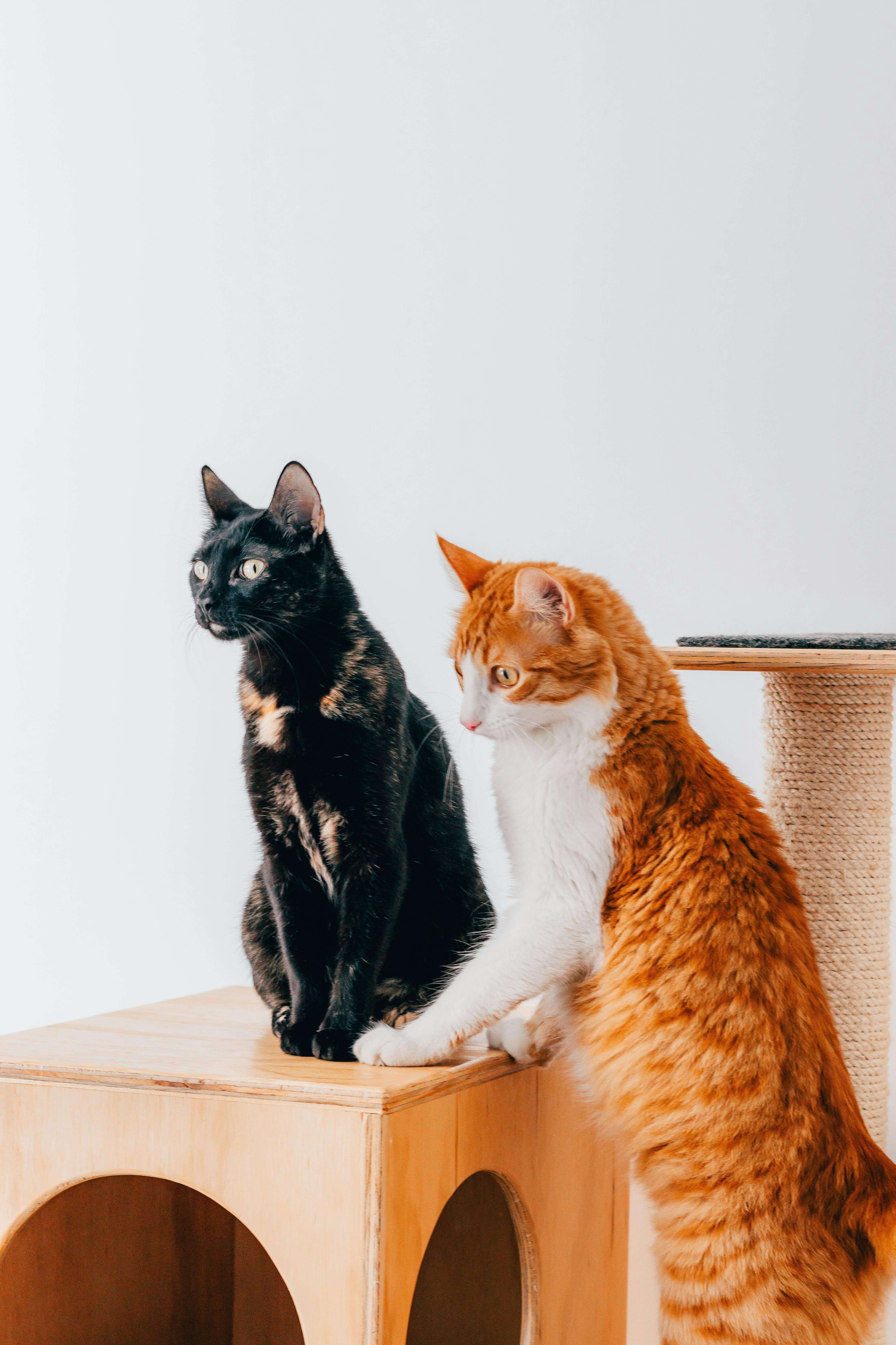 Bonded pair - Pickles and Patches