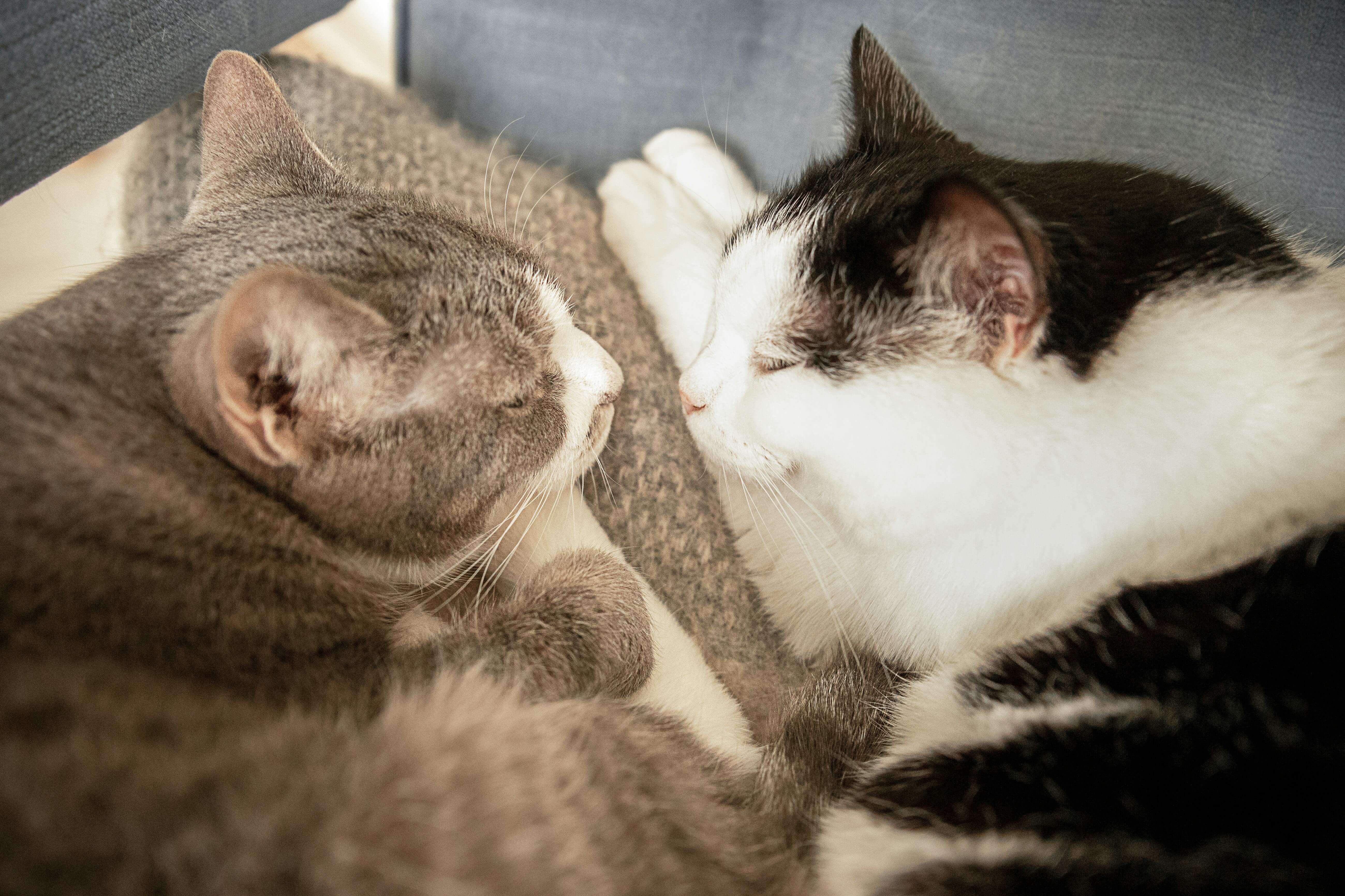 Bonded pair - Salt and Pepper