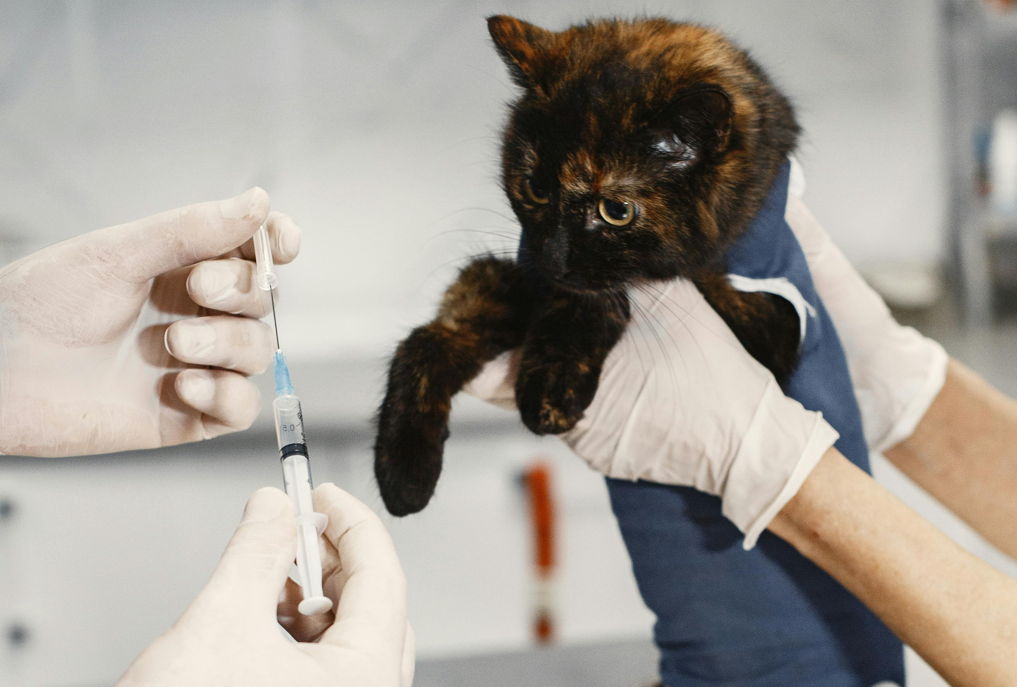Cat Receiving Medical Care