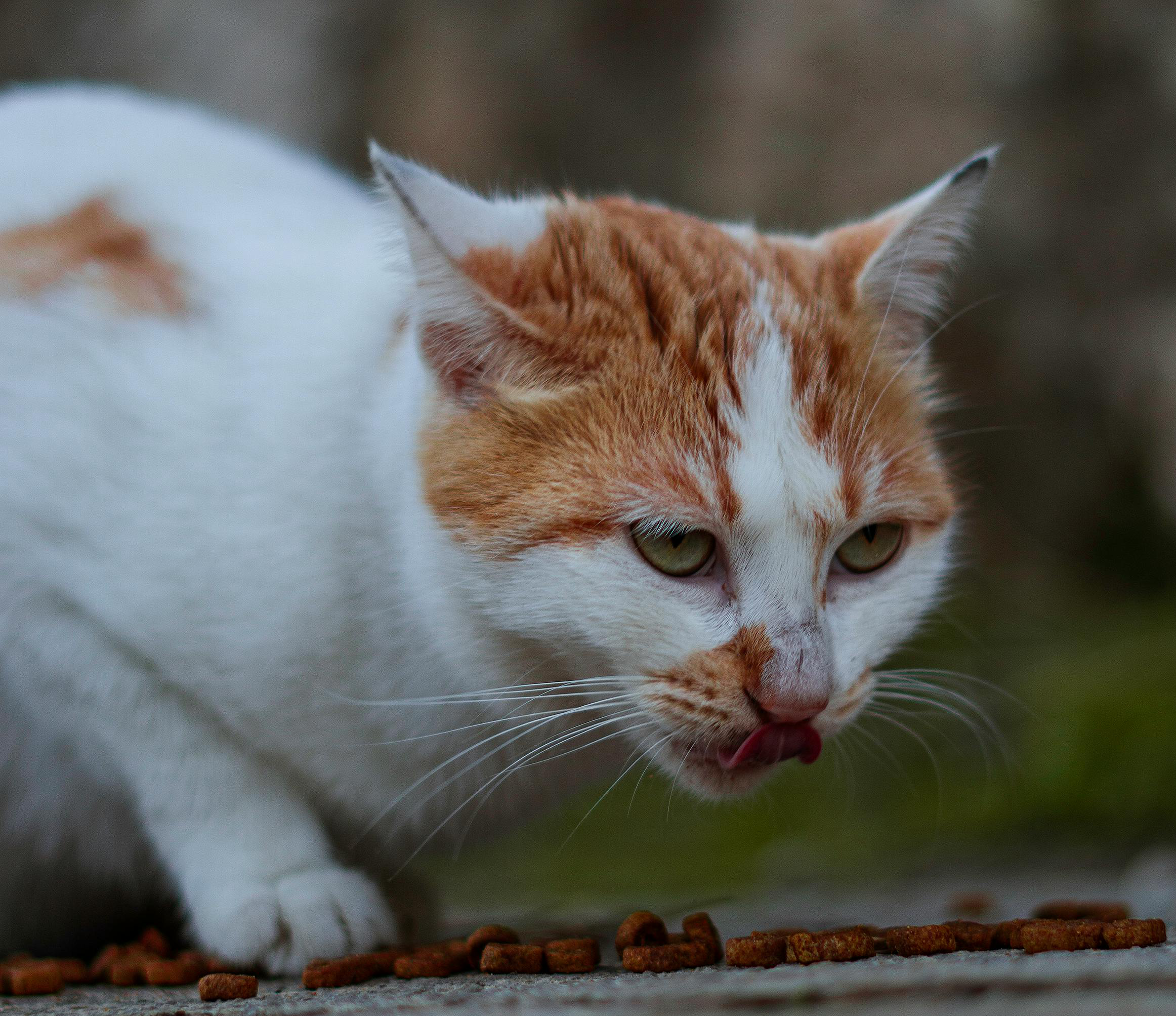 Cat Eating Dry Food