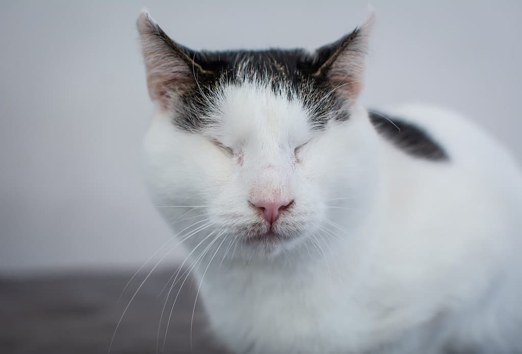 Disabled Cat