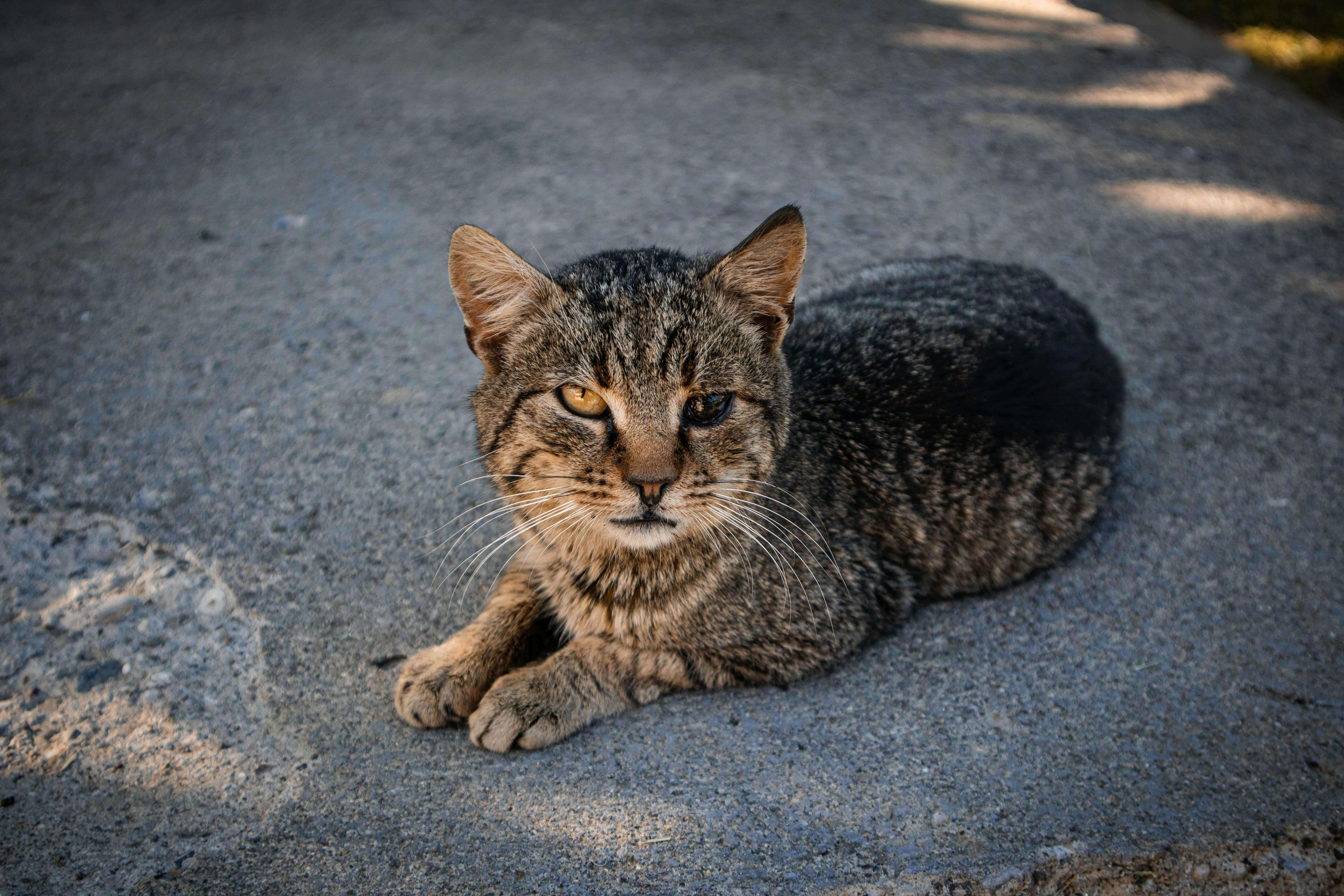 Disabled cat - Pip