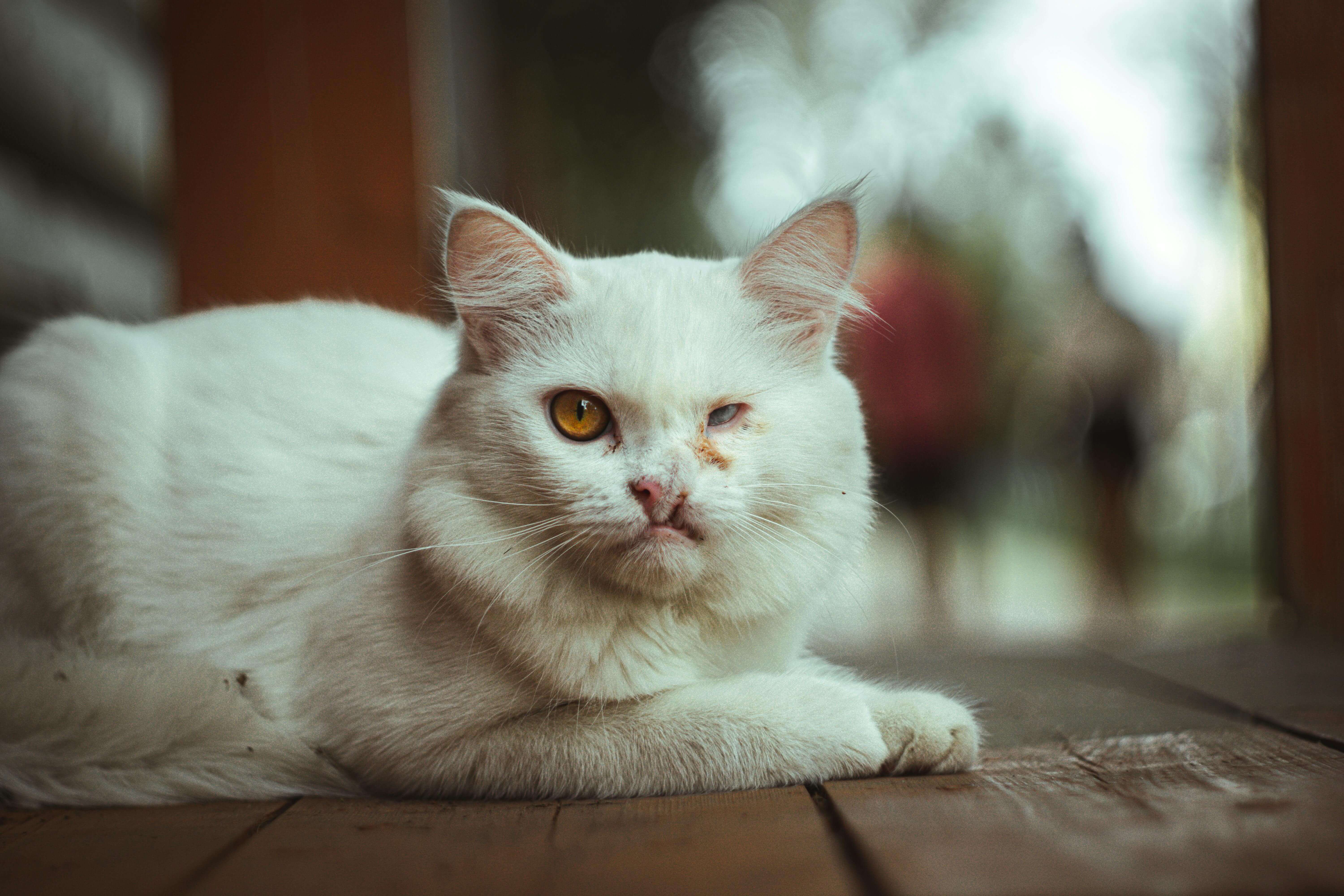 Disabled cat - Nova