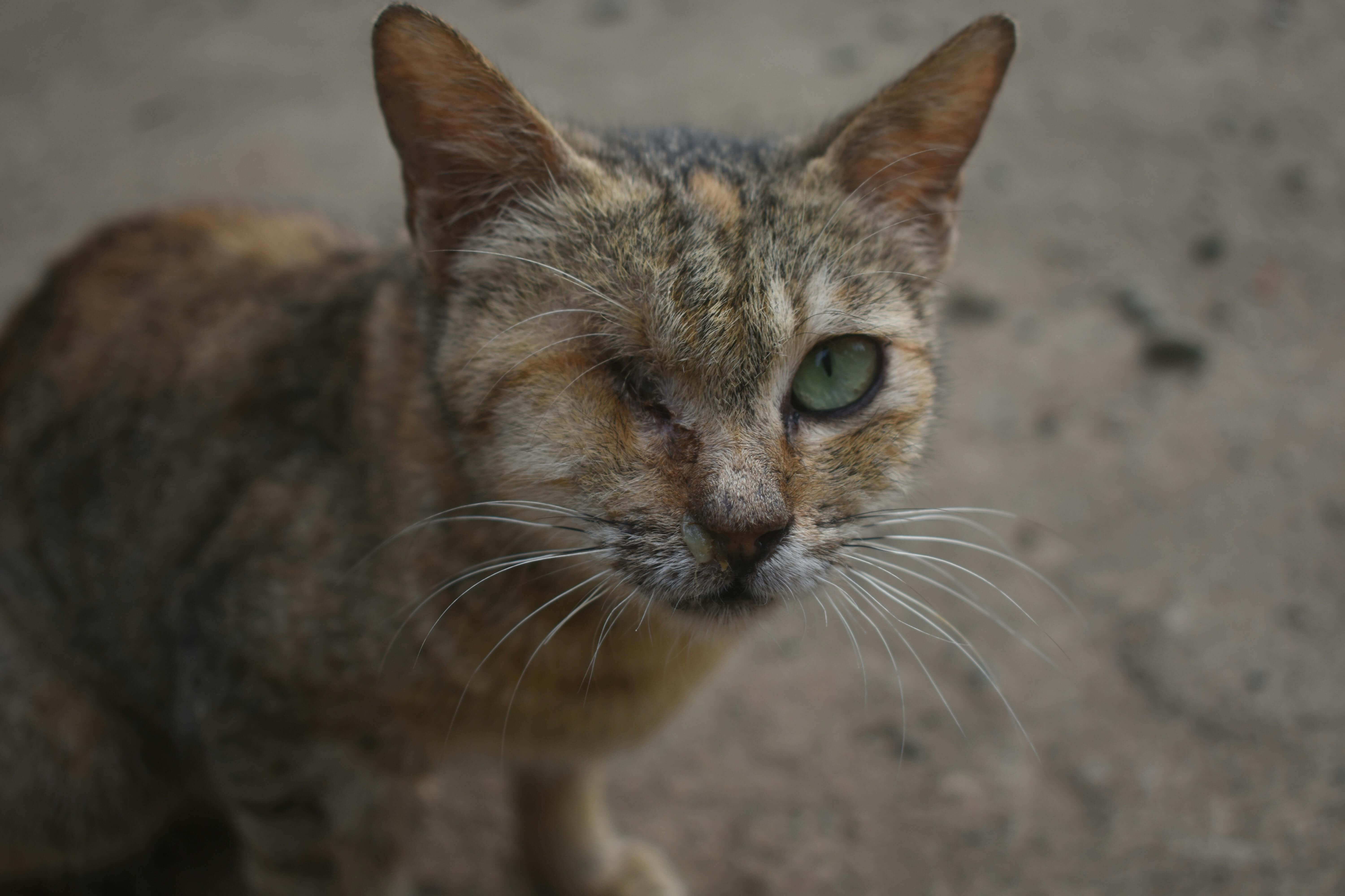 Disabled cat - Maple