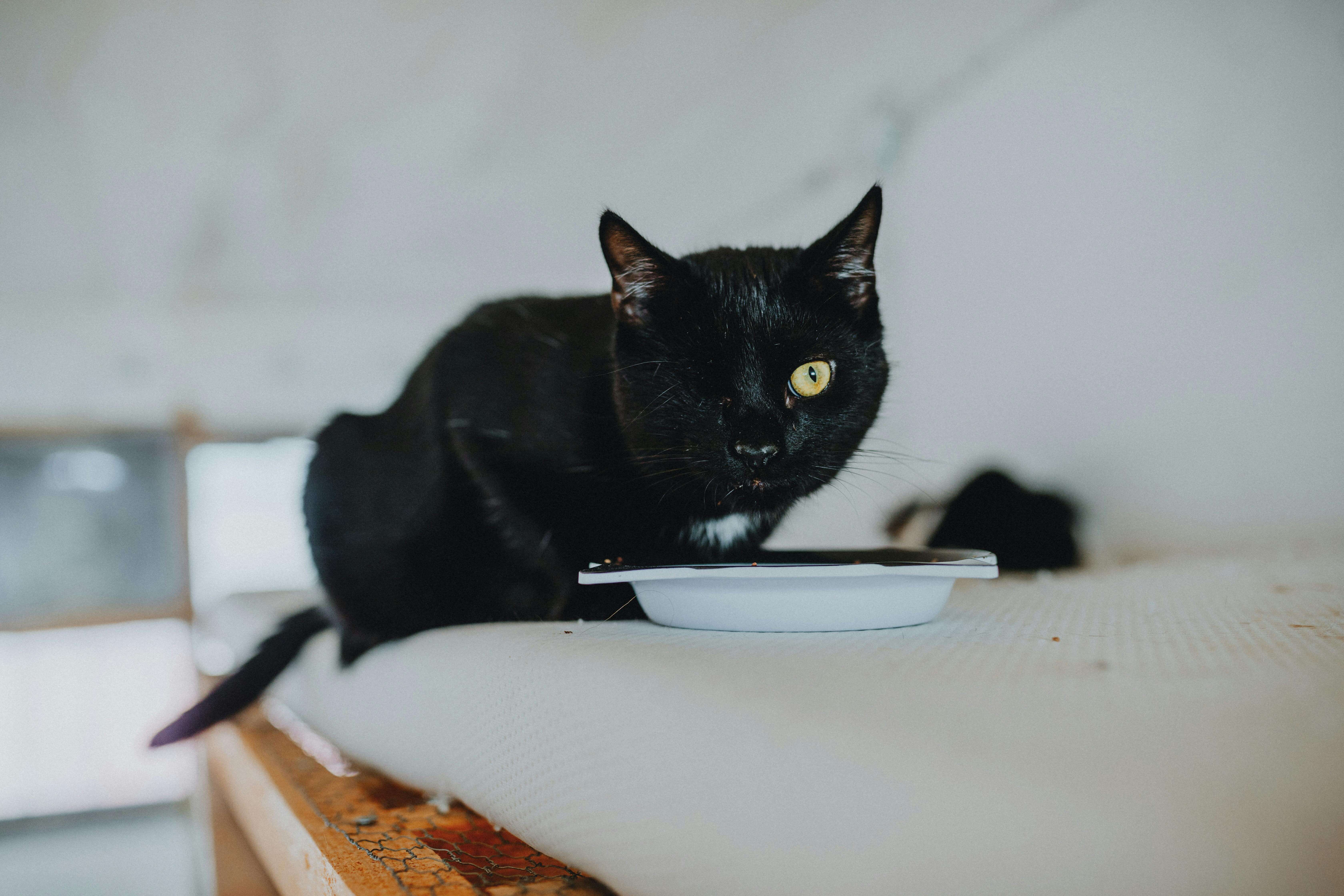 Disabled cat - Ziggy