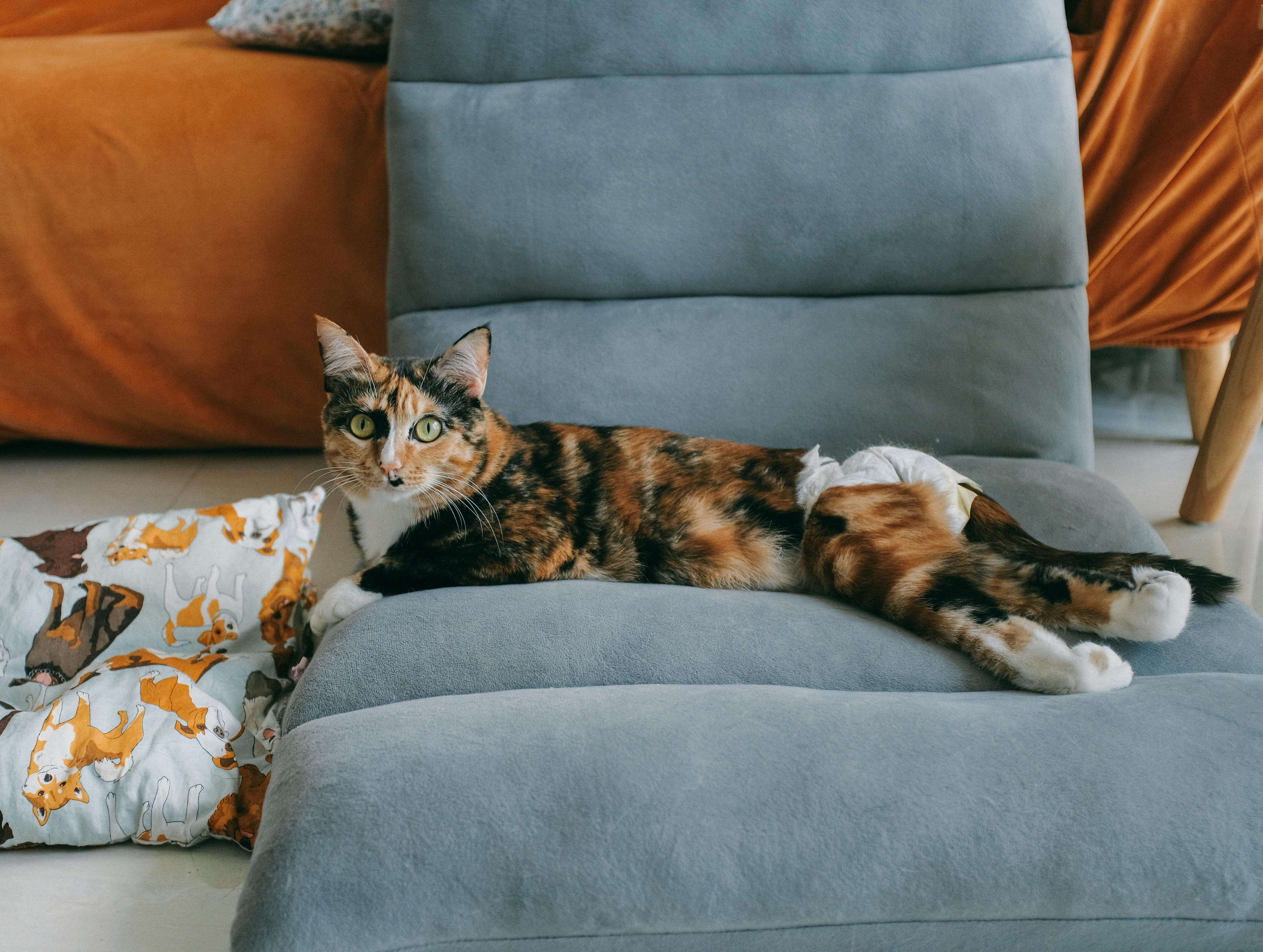 Disabled cat - Clover