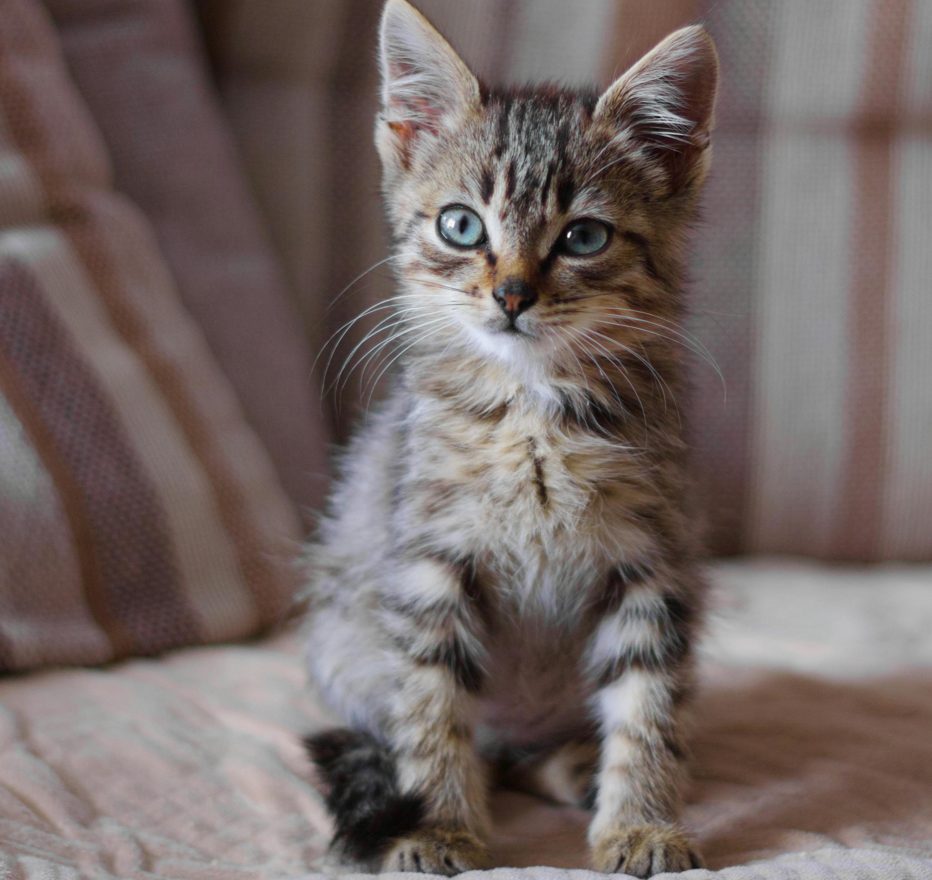 Kittens - Bartholomeow