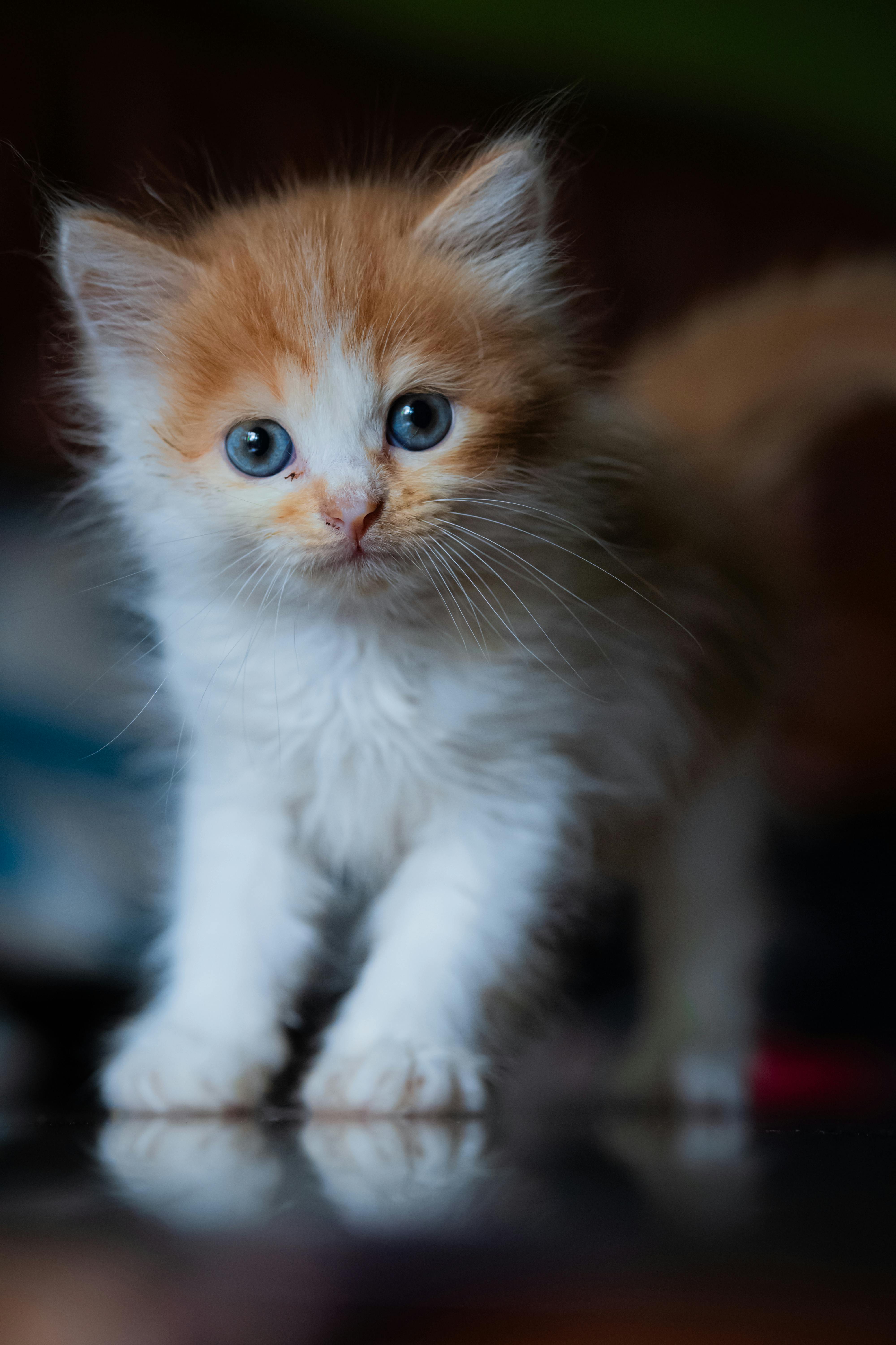 Adult cat - Mr. Cat