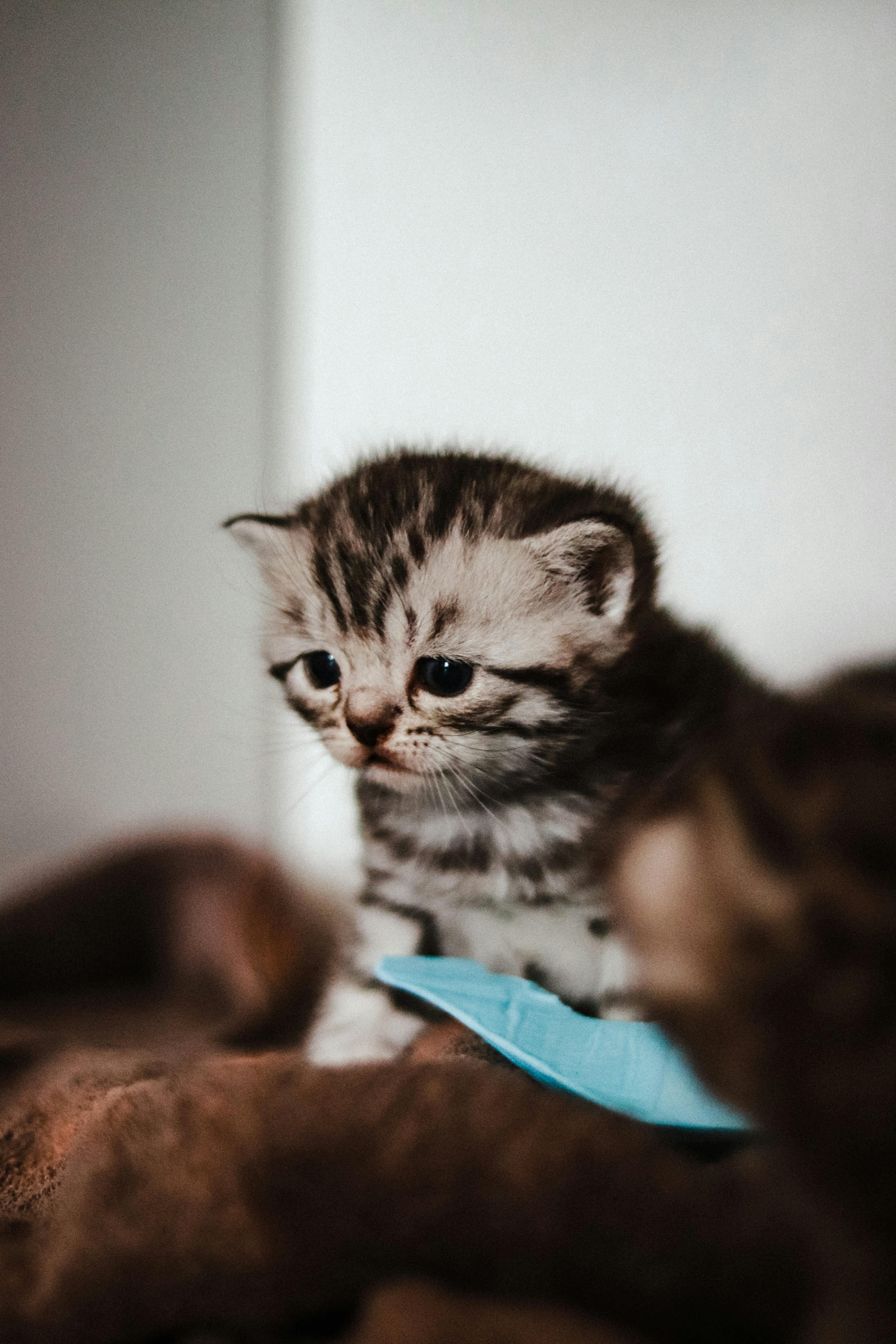 Senior cat - Meowothy