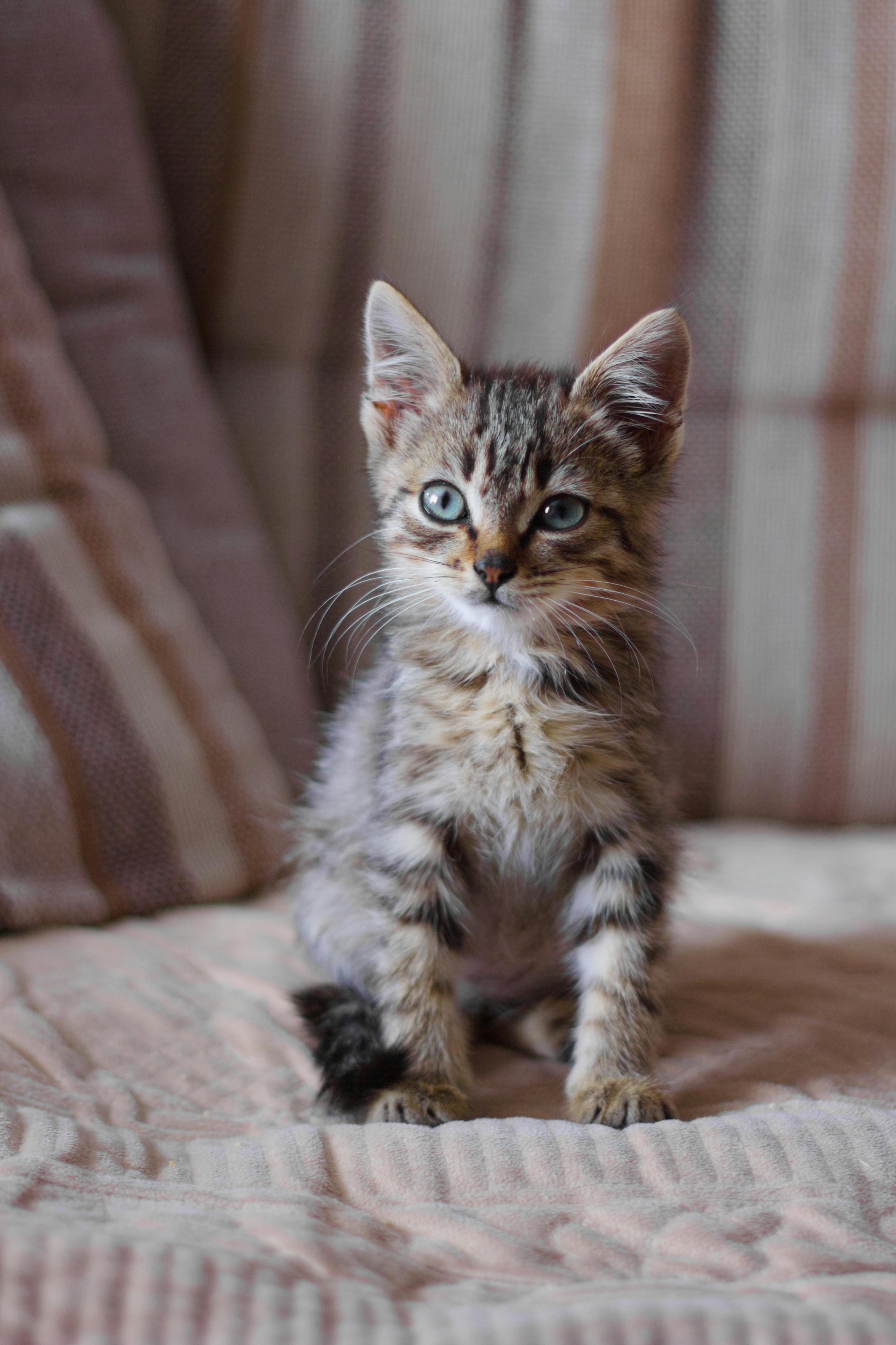 Senior cat - Meowothy