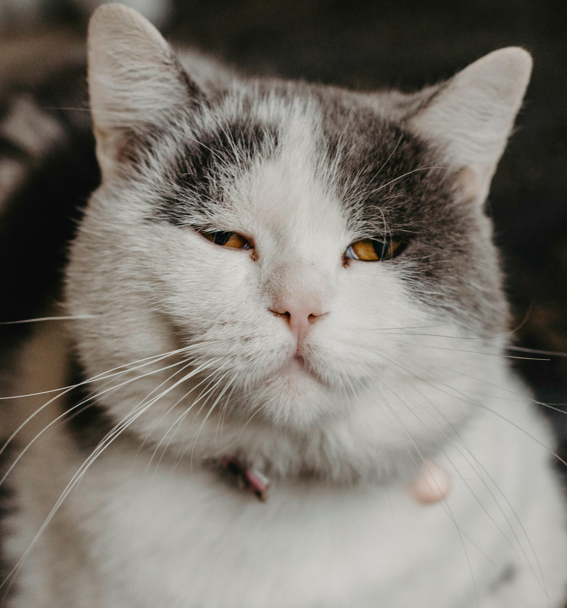Senior cat - Meowothy