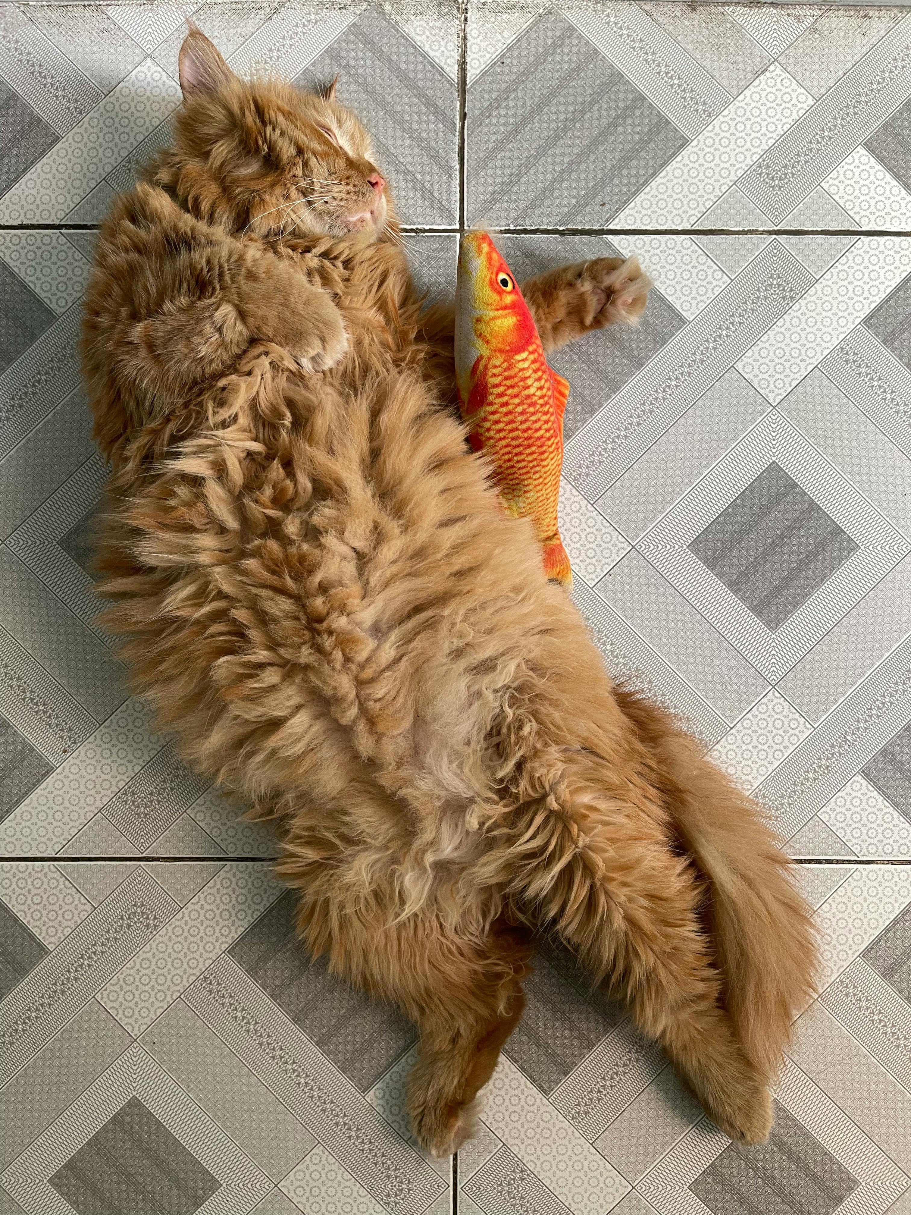 Senior cat - Walter