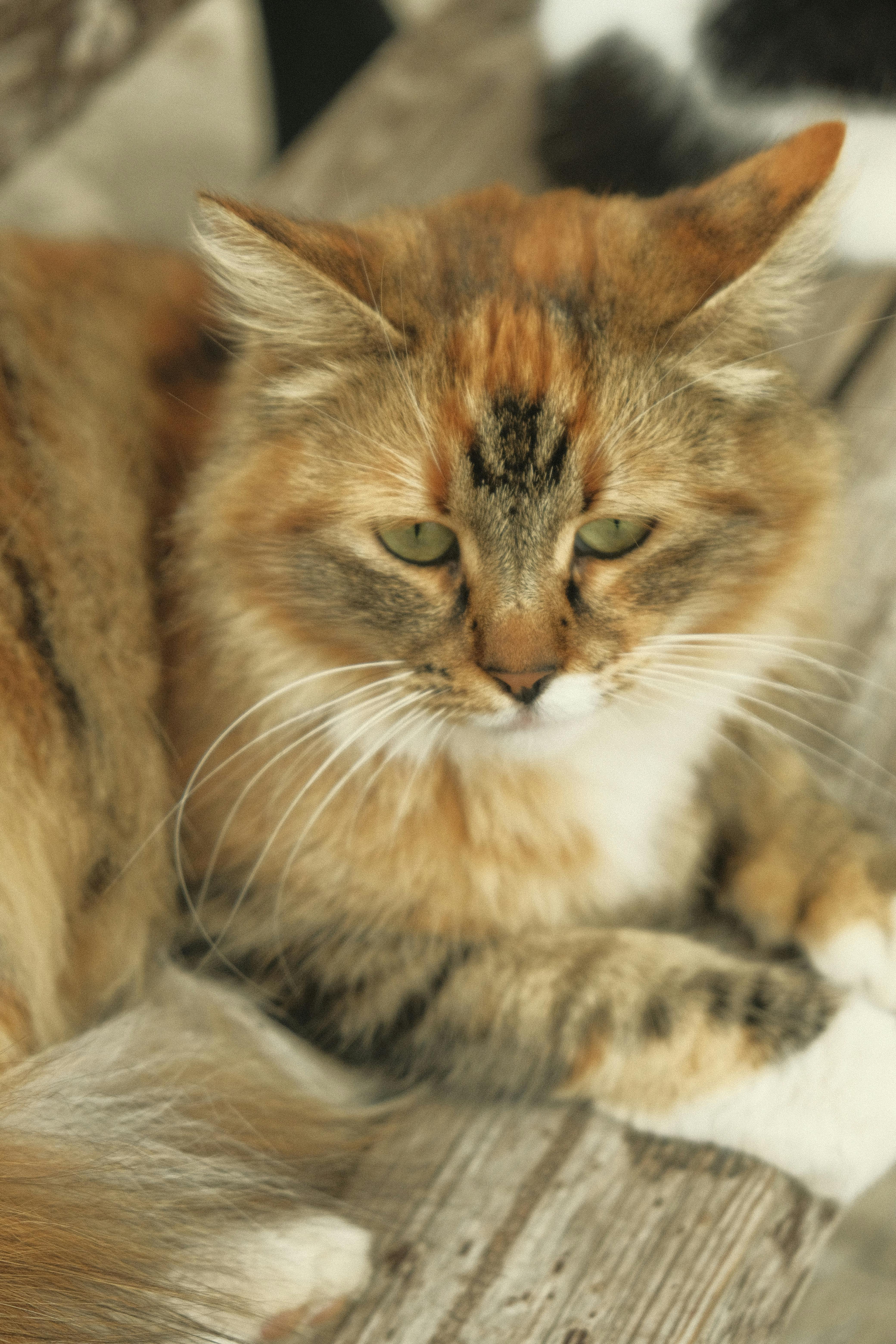 Senior cat - Rosie
