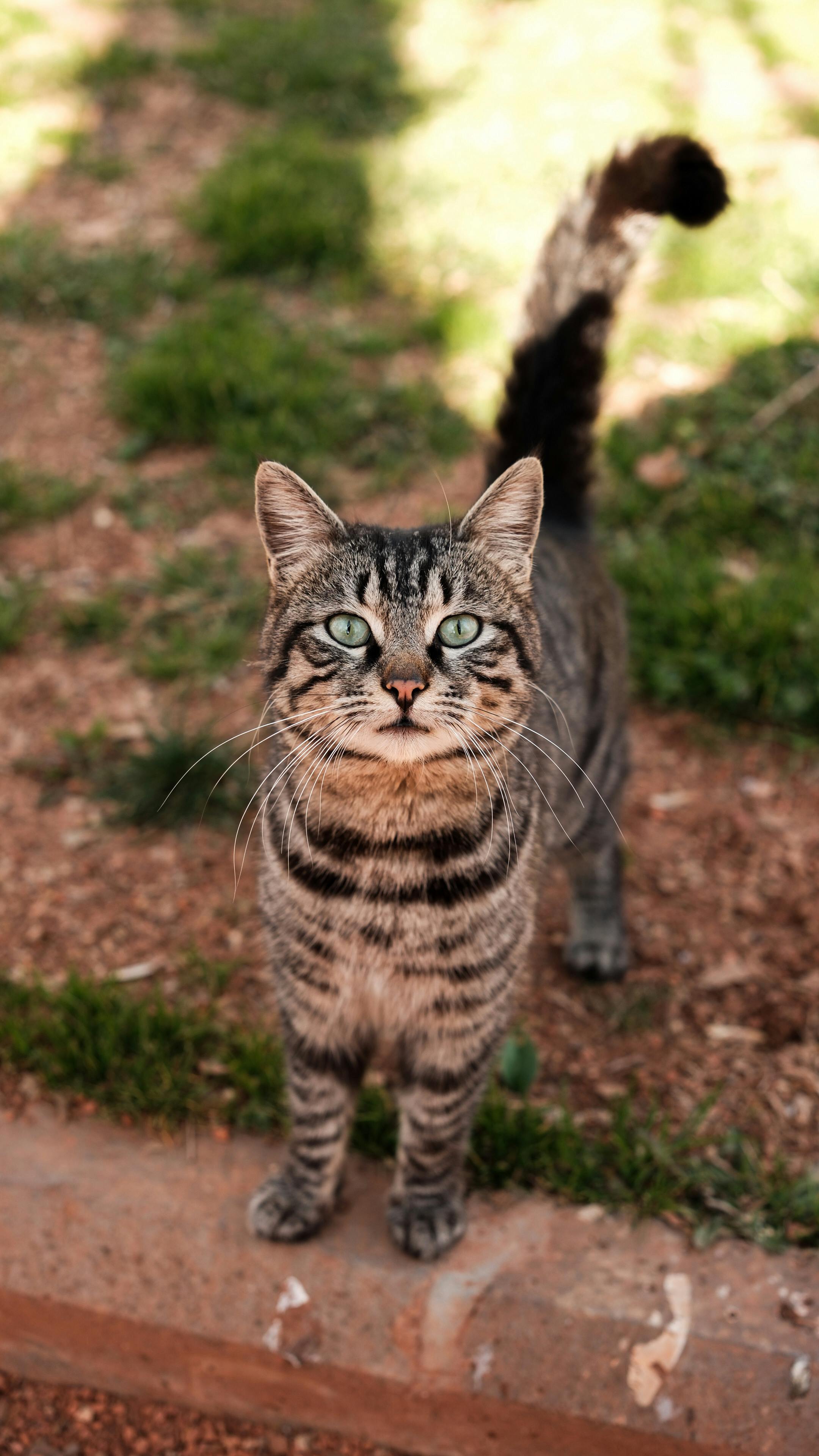 Senior cat - Murphy