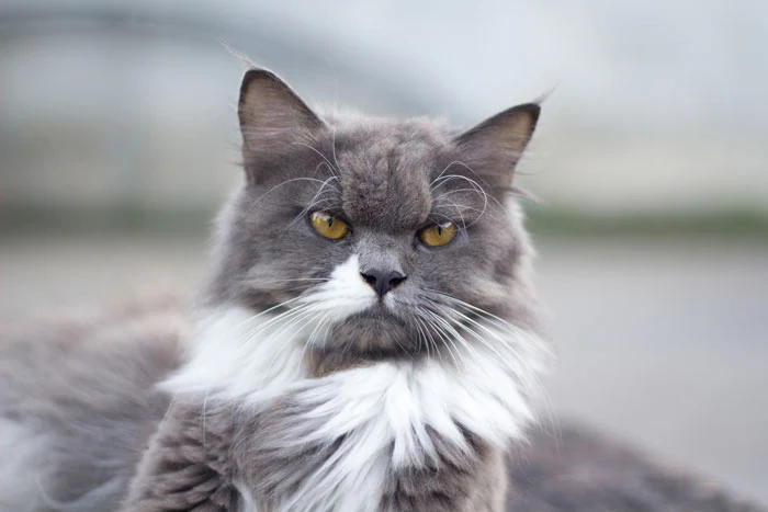 Super Senior Cat