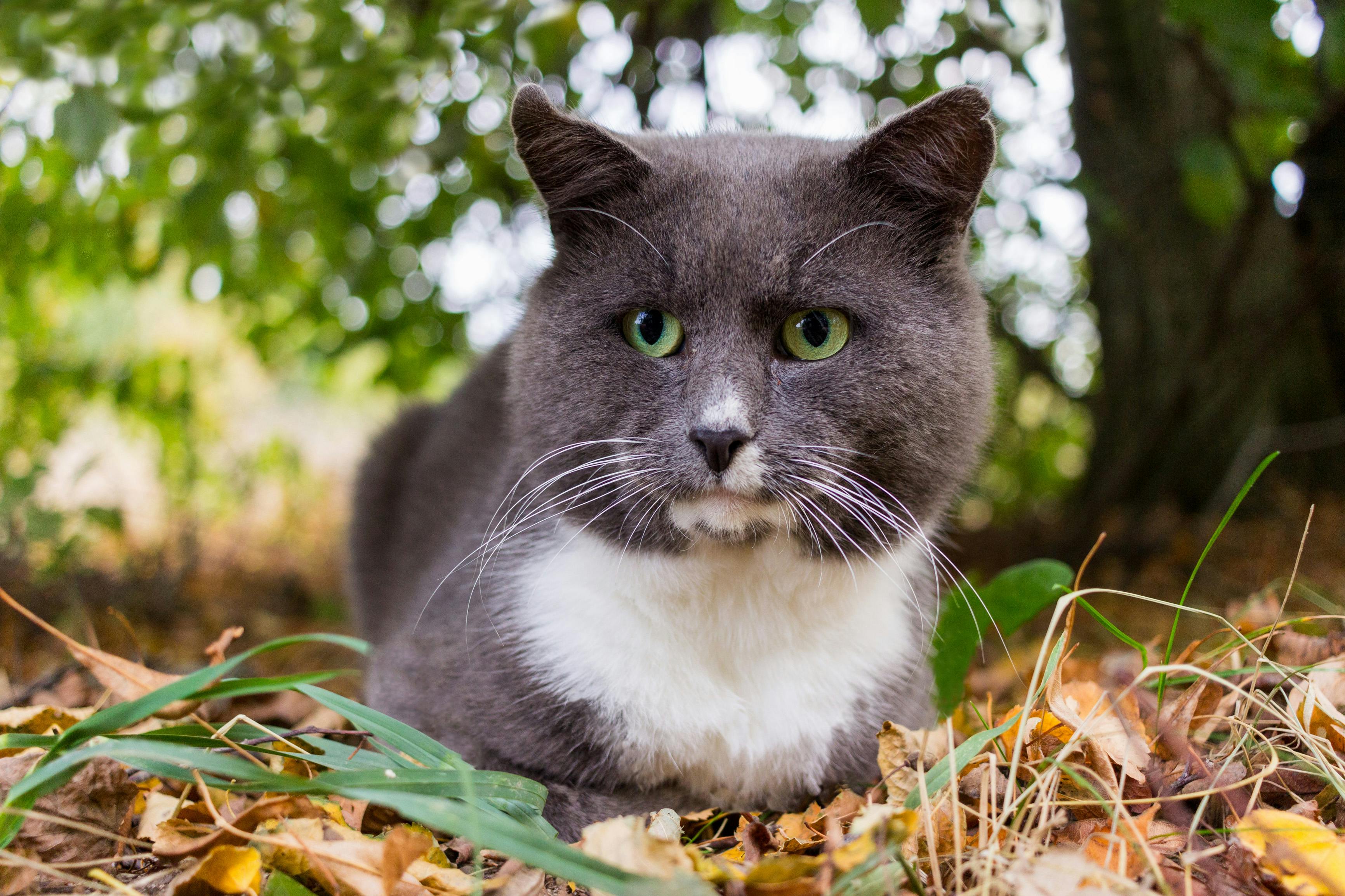 Super senior cat - George