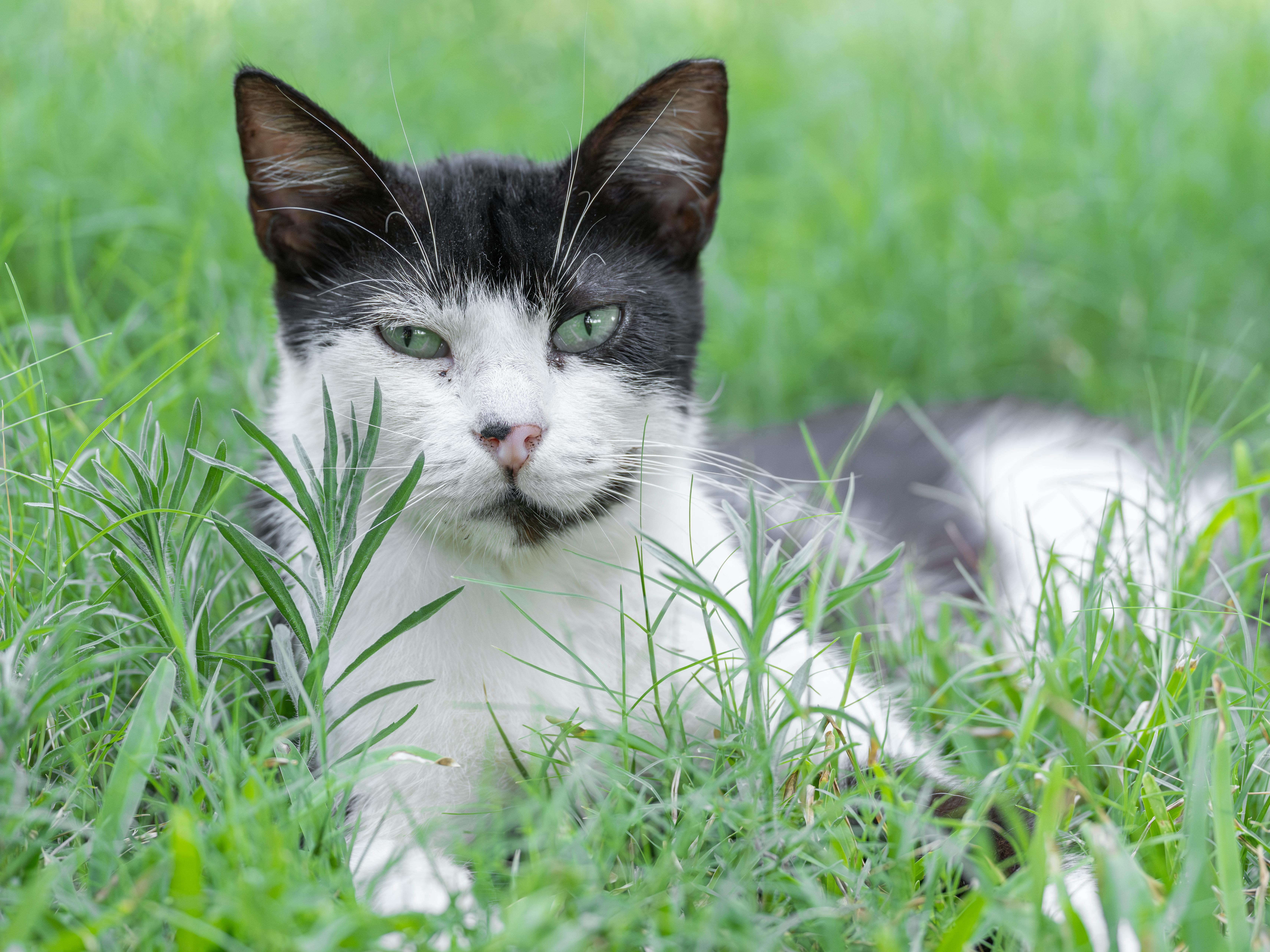 Super senior cat - Tilly