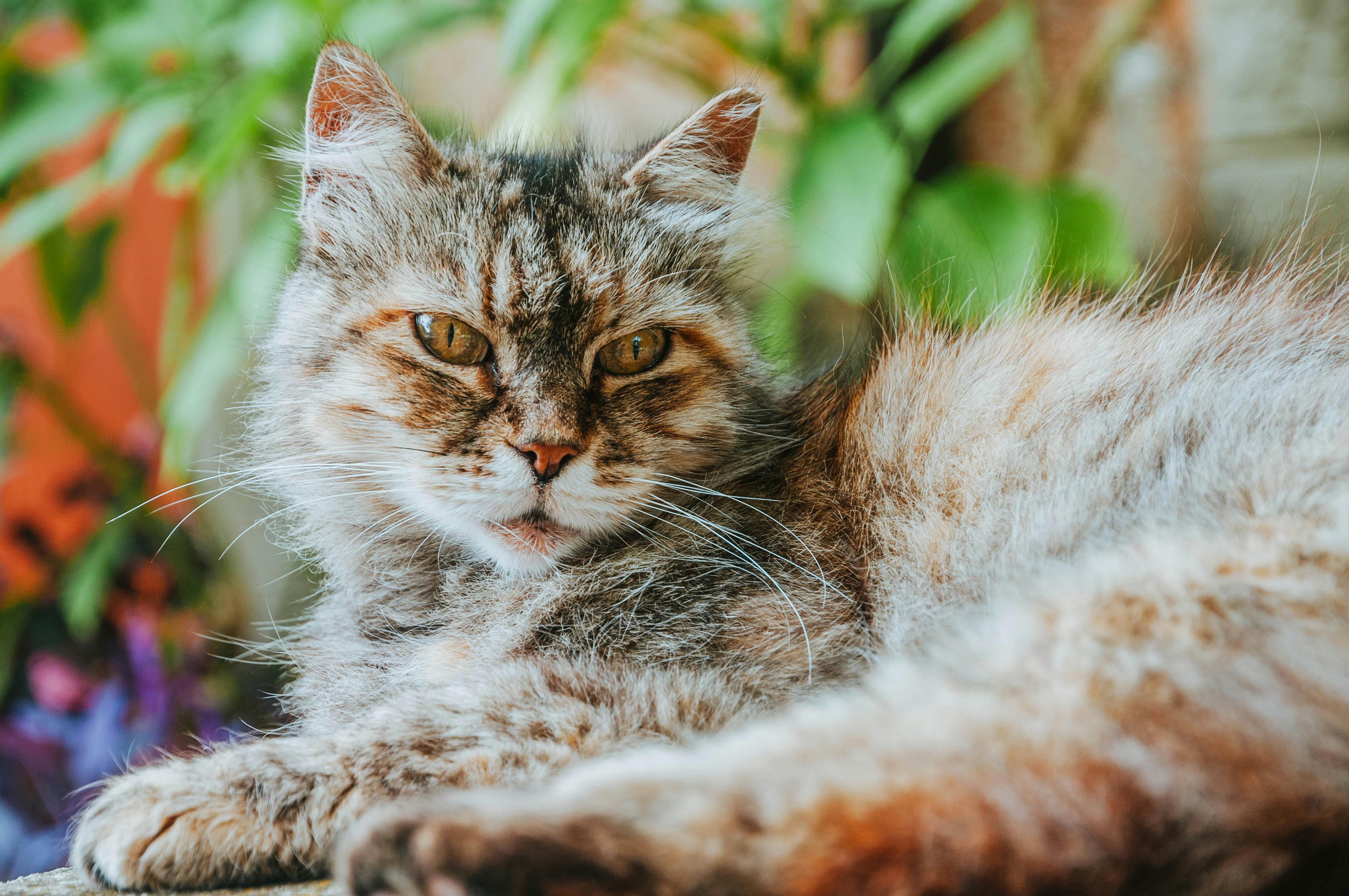 Super senior cat - Chester