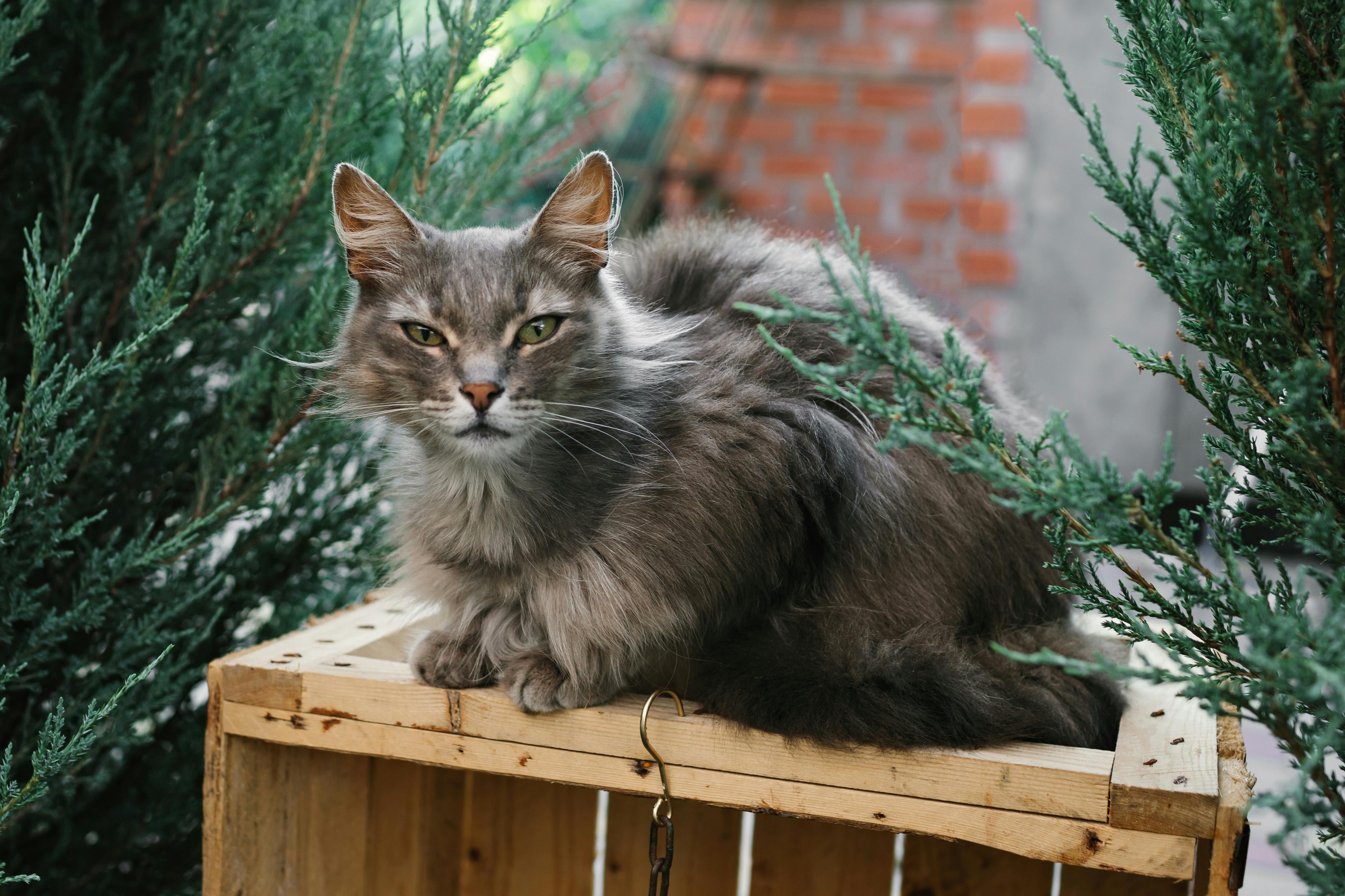 Super senior cat - Pearl