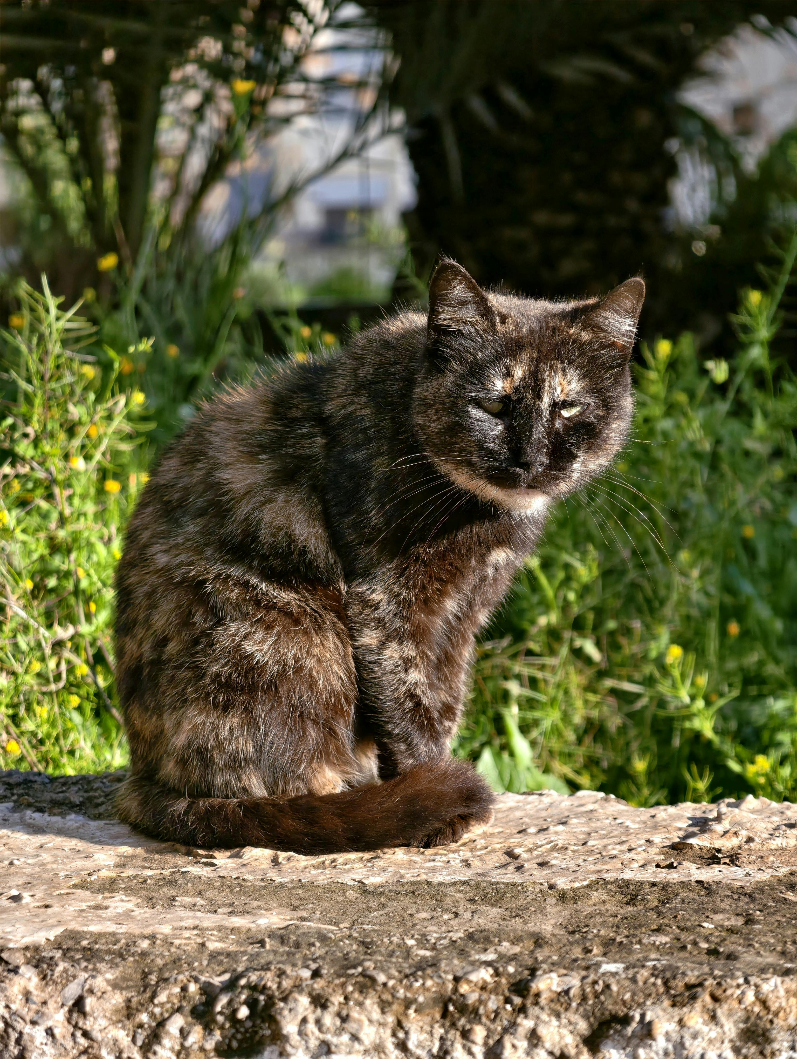 Super senior cat - Louie