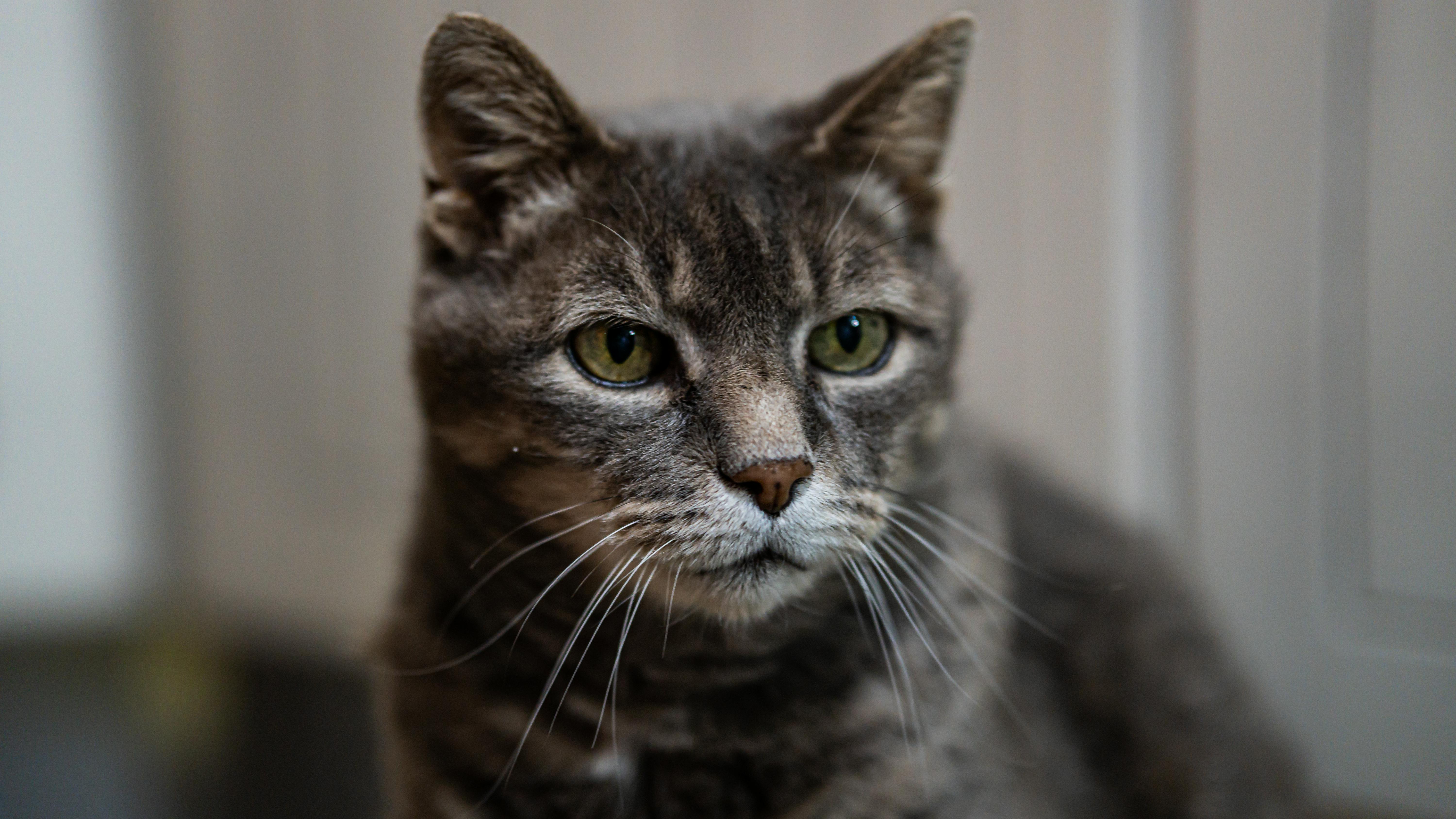 Super senior cat - Buttons