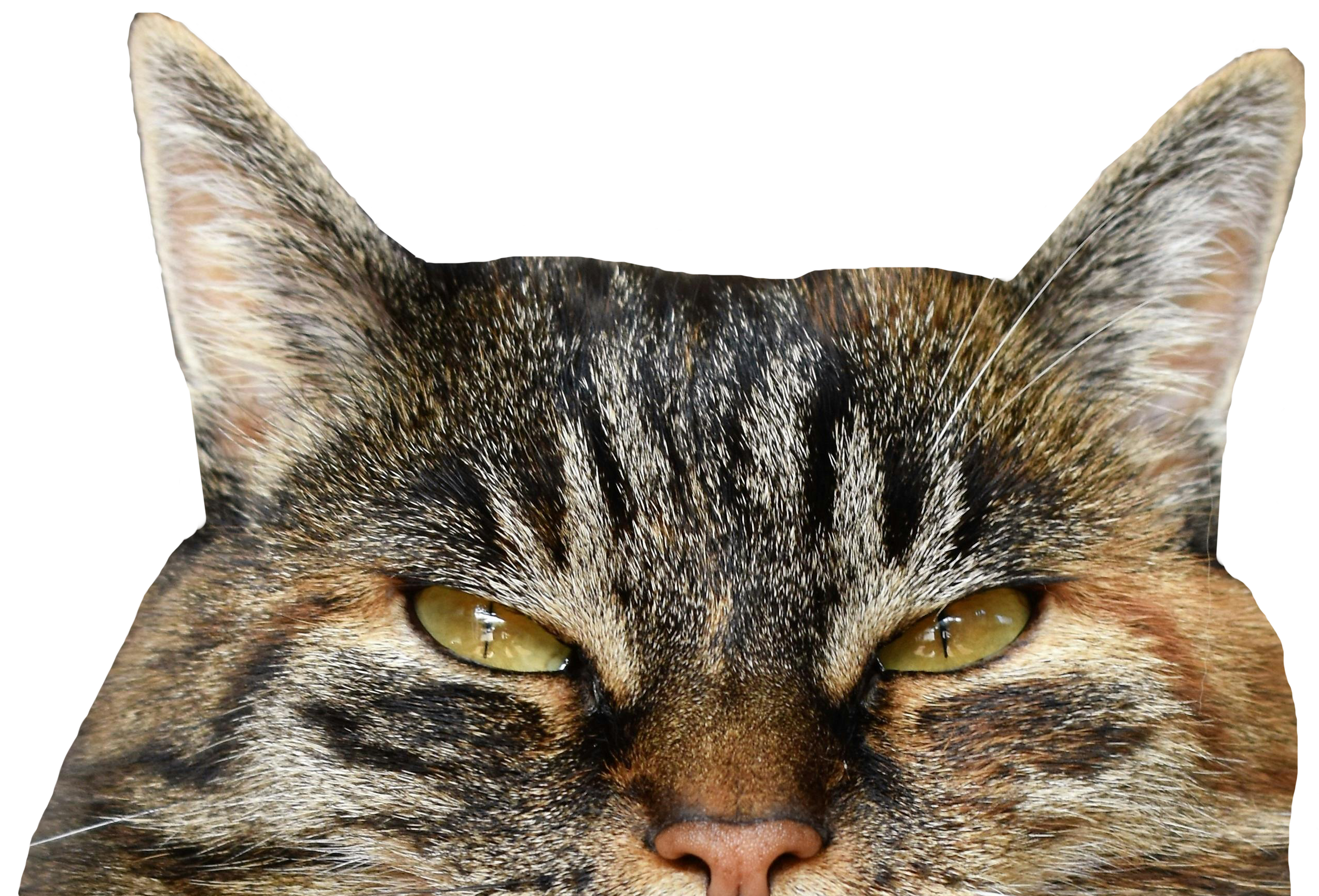 Top of Cat Face, Hero Img